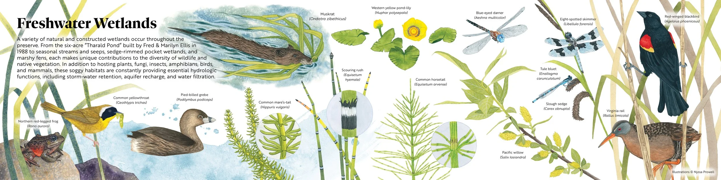 Illustrated panel made up of detailed watercolor paintings of plants and animals found in freshwater wetland habitat on Shaw Island, WA.