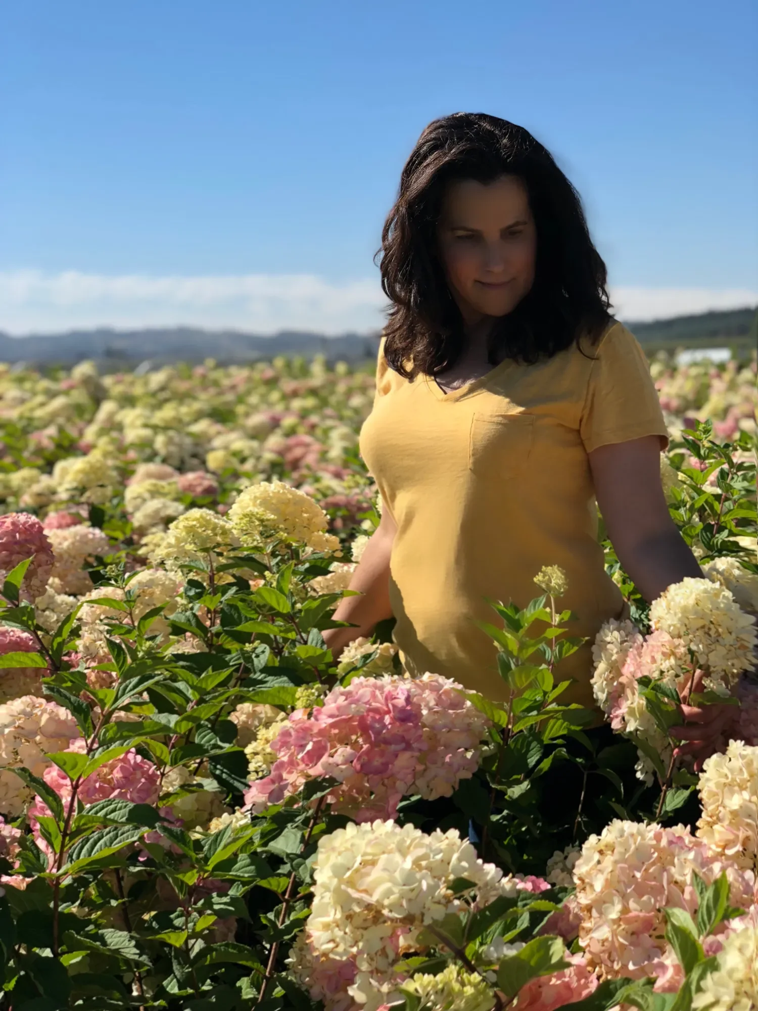 A woman with dark hair in a yellow shirt is standing amid a field of blooming hydrangeas on a sunny day with a clear blue sky.