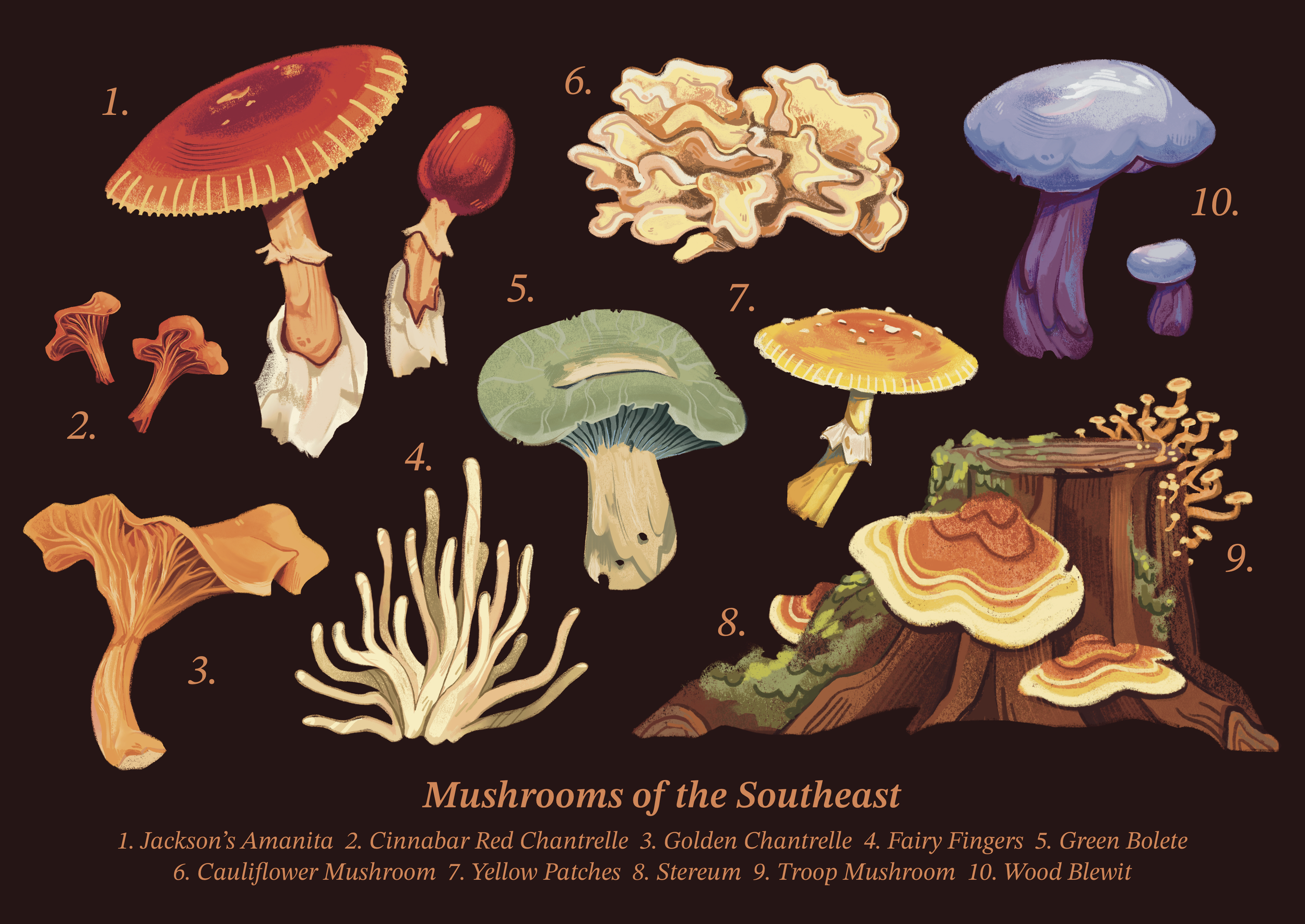 Illustration of various Southeast Asian mushrooms with numbered labels and names listed at the bottom, including Jackson’s Amanita, Cinnabar Red Chantrelle, Golden Chantrelle, Fairy Fingers, Green Bolete, Cauliflower Mushroom, Yellow Patches, Stereum