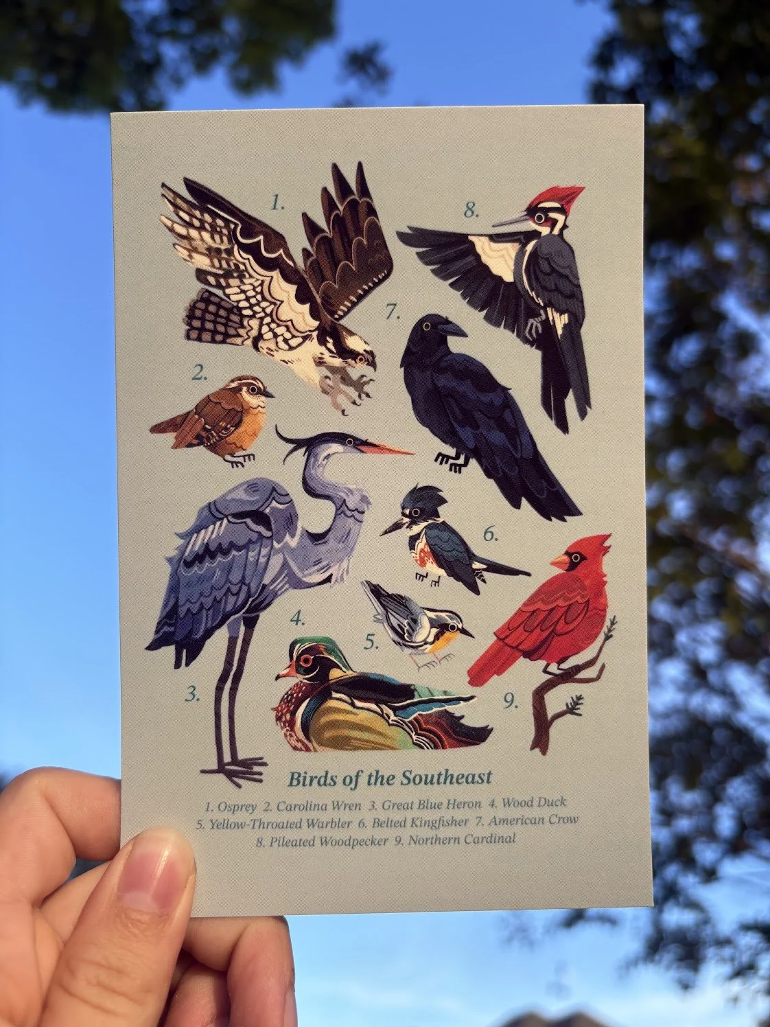 Field Guide Postcards