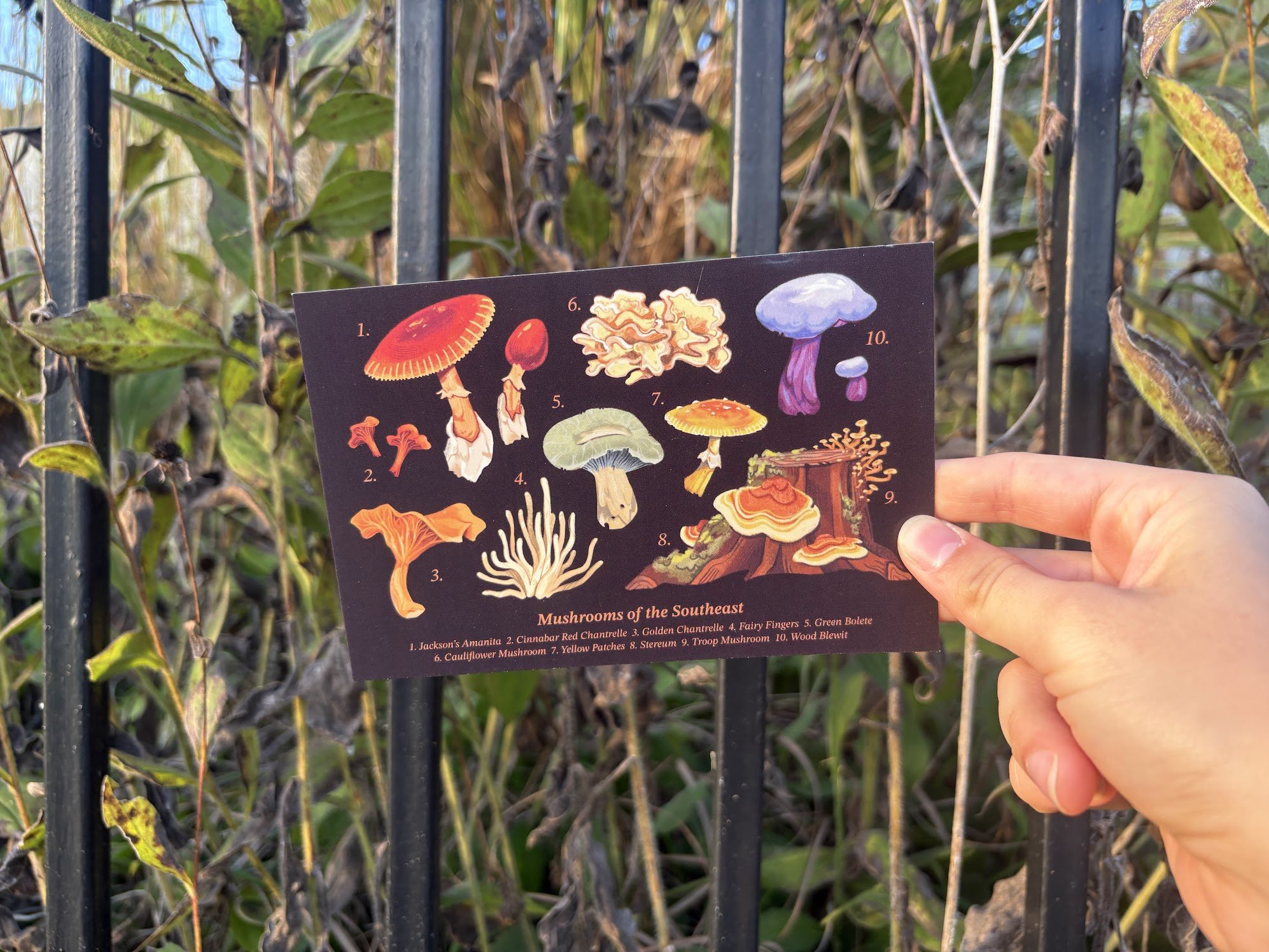 Close-up of a hand holding a colorful illustrated guide of mushrooms, with a background of a metal fence and foliage, taken outdoors during daylight.