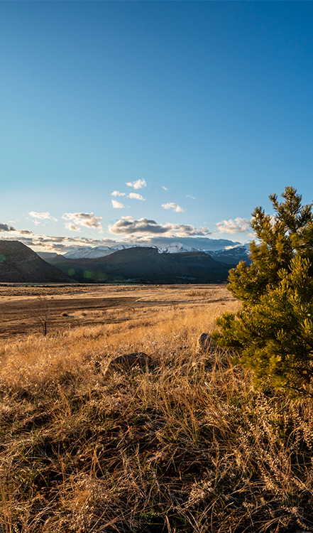 A scenic landscape with golden grassy fields in the foreground, a small green bush on the right, distant mountains, and a partly cloudy blue sky.
