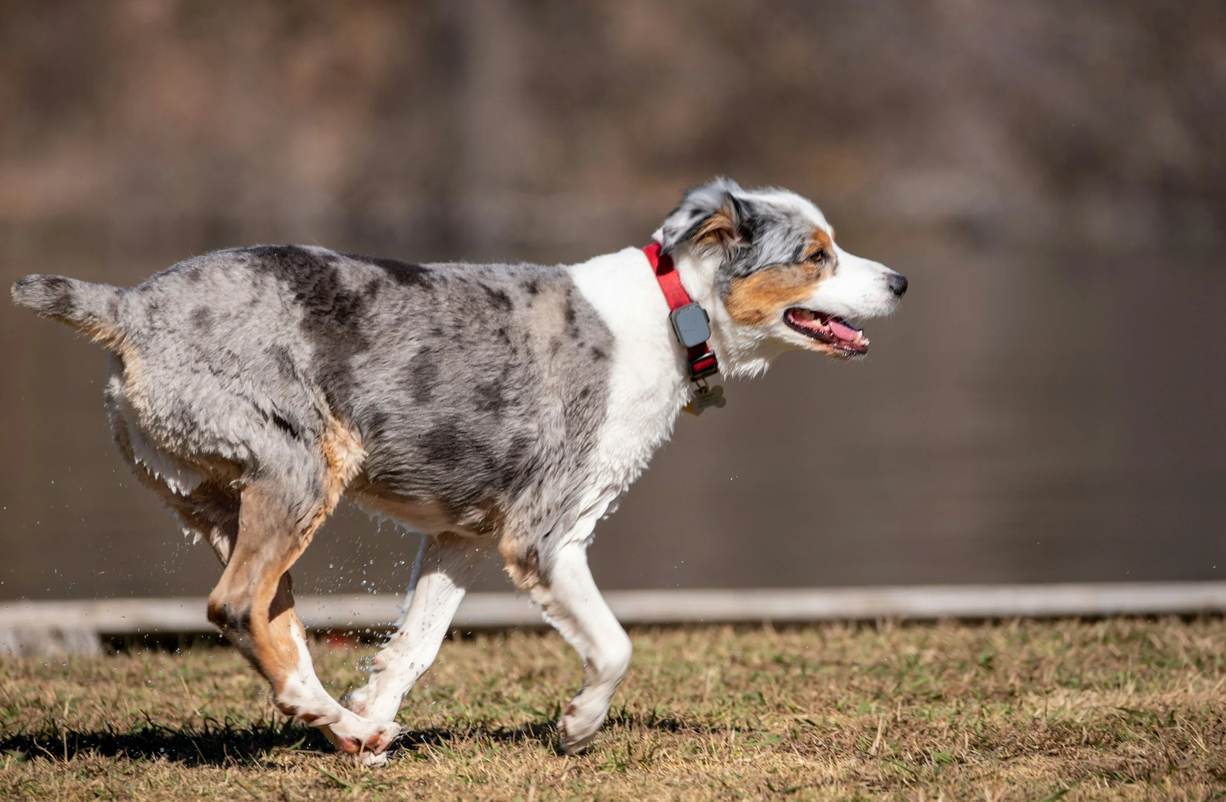 A young Australian Shepherd dog running on a grassy field, wearing a red collar and a black GPS tracker, with a blurred background.