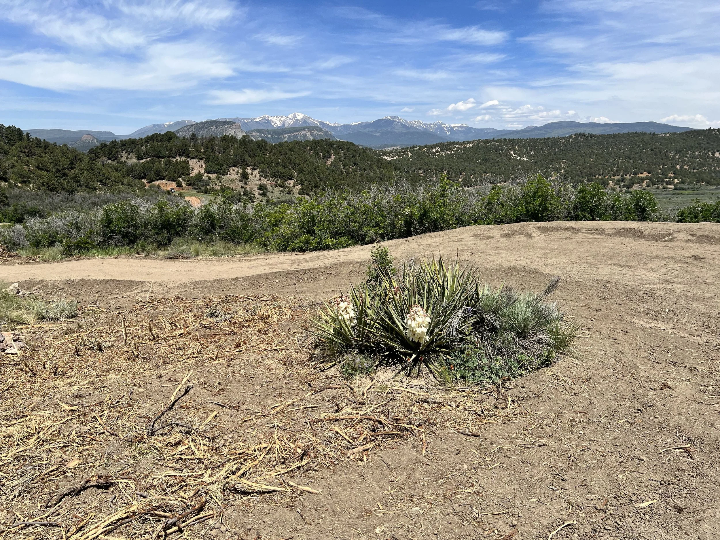 Dirt path in dry landscape with sparse desert vegetation in the foreground, green trees on rolling hills in midground, and snow-capped mountains with a clear blue sky in the background.