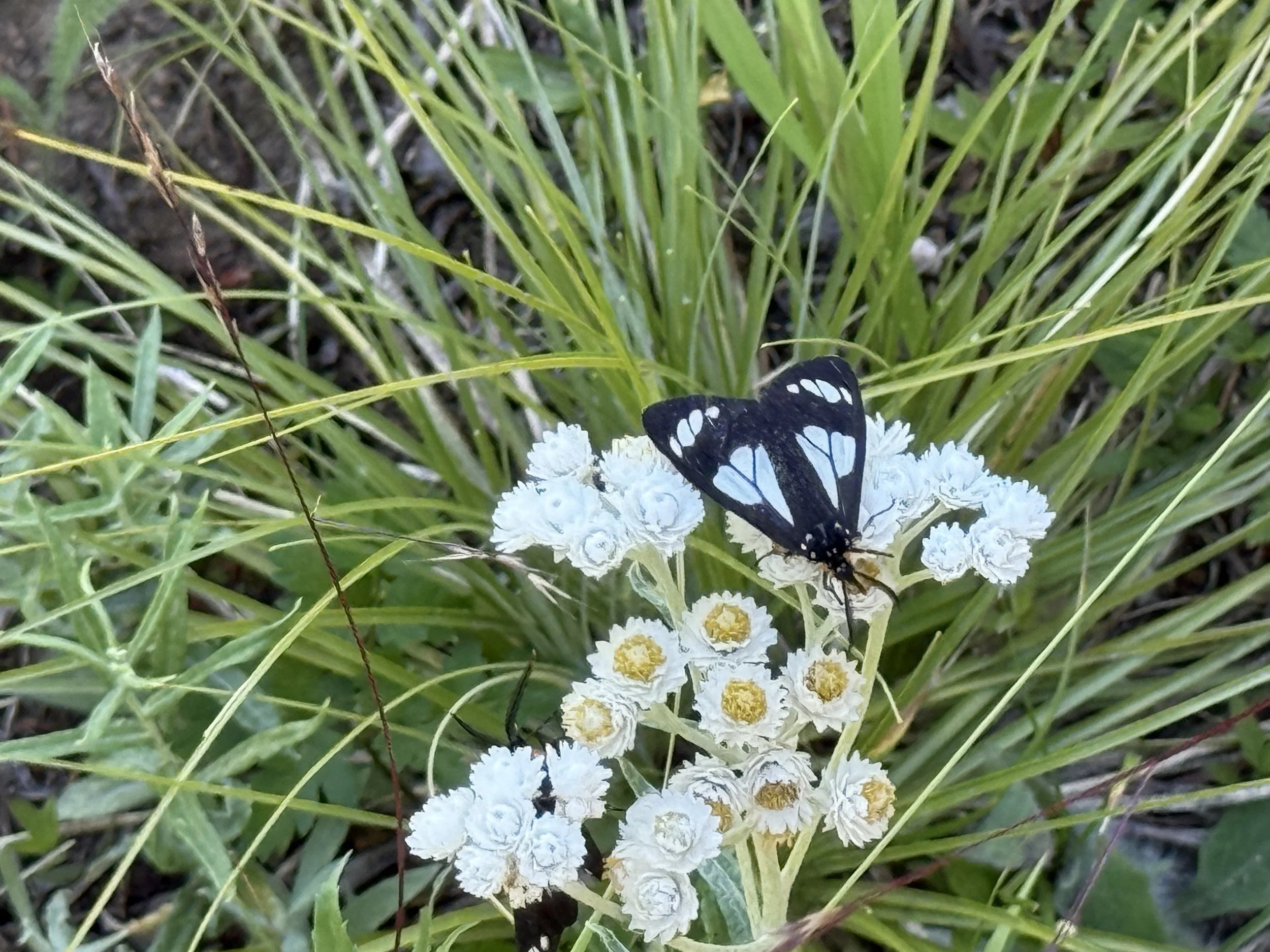A black butterfly with blue and white markings on white flowers surrounded by green grass.