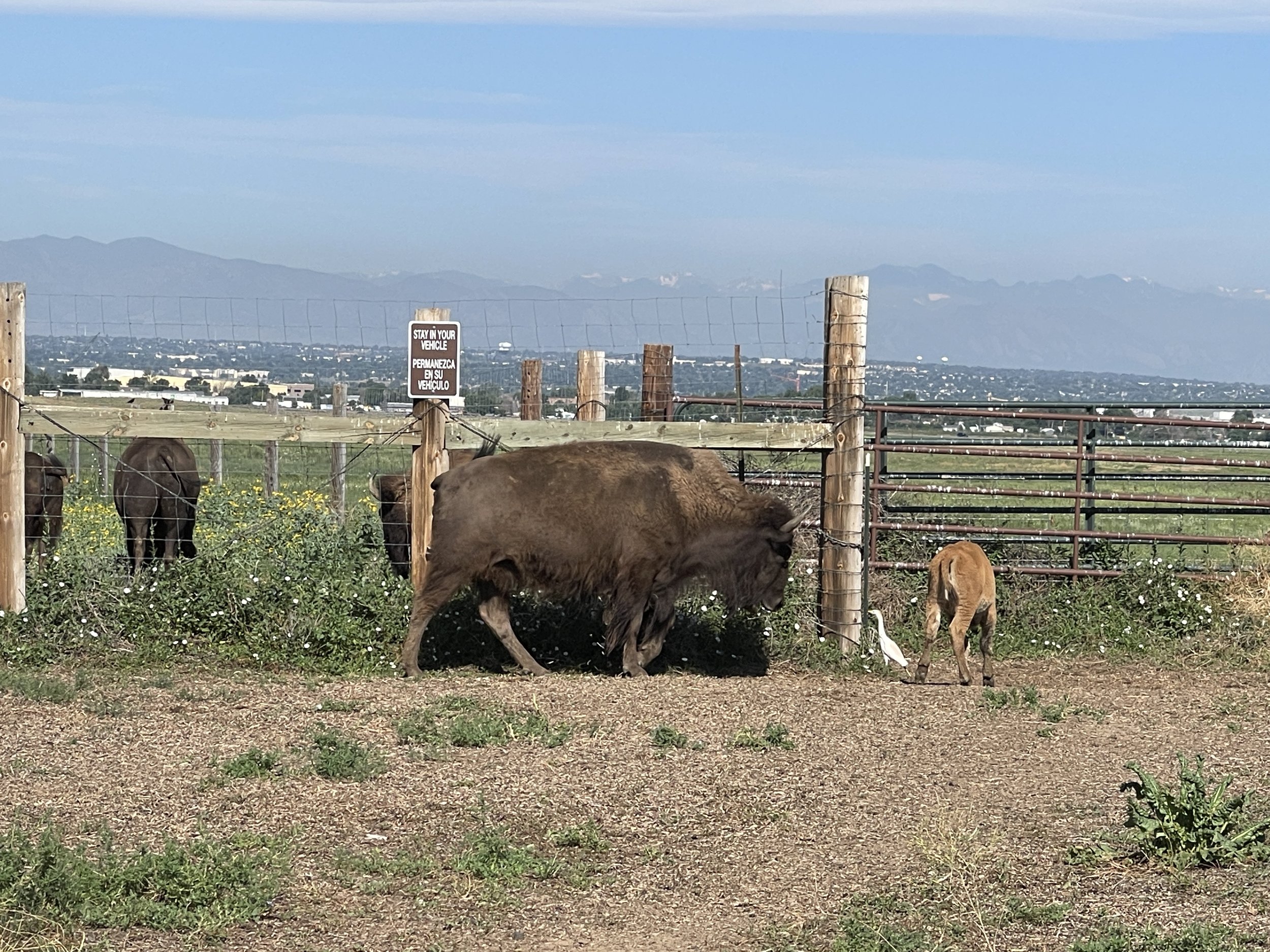 A buffalo, a bird, and several cows in a fenced area with a cityscape and mountains in the background.