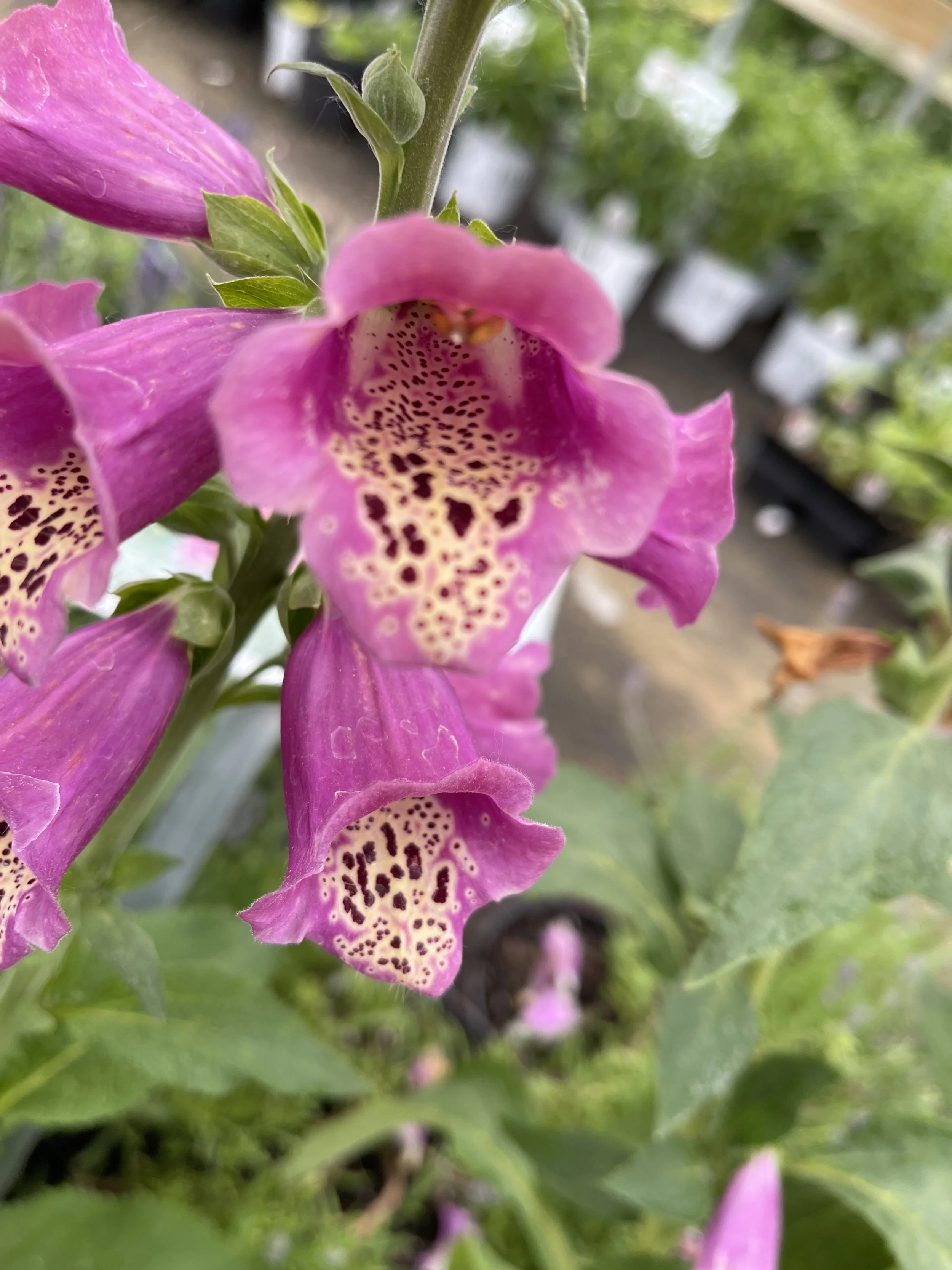 Close-up of pink foxglove flowers with spotted interiors, surrounded by green leaves in a garden or nursery setting.