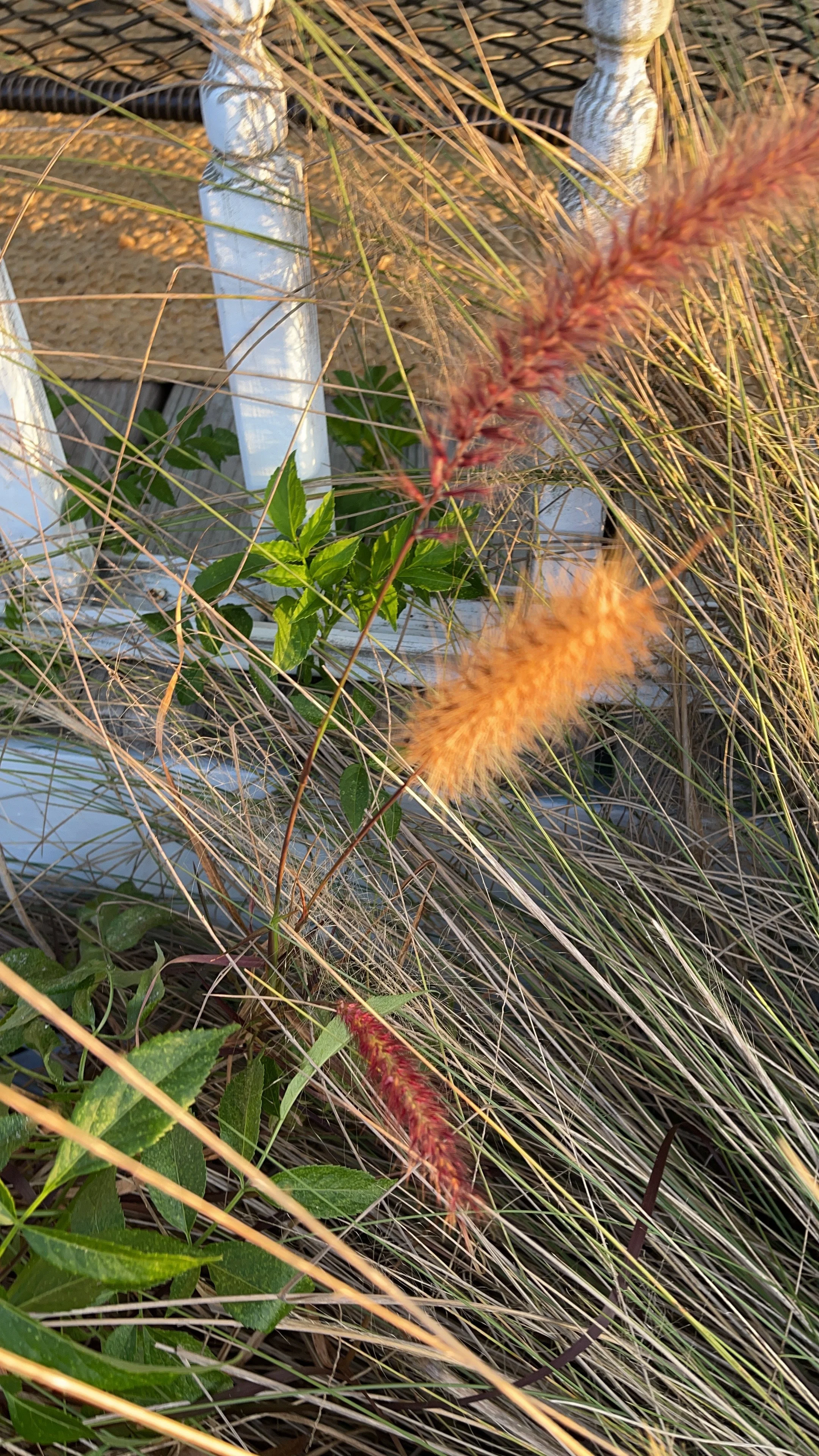 Close-up of ornamental grasses with wispy seed heads and green leafy plants in the background.