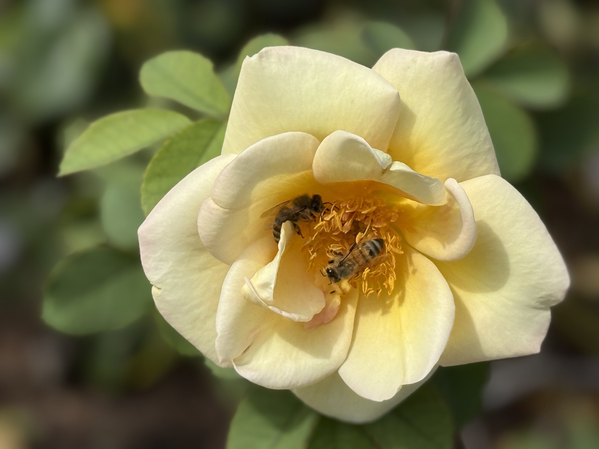 A yellow rose with two bees inside it, surrounded by green leaves.