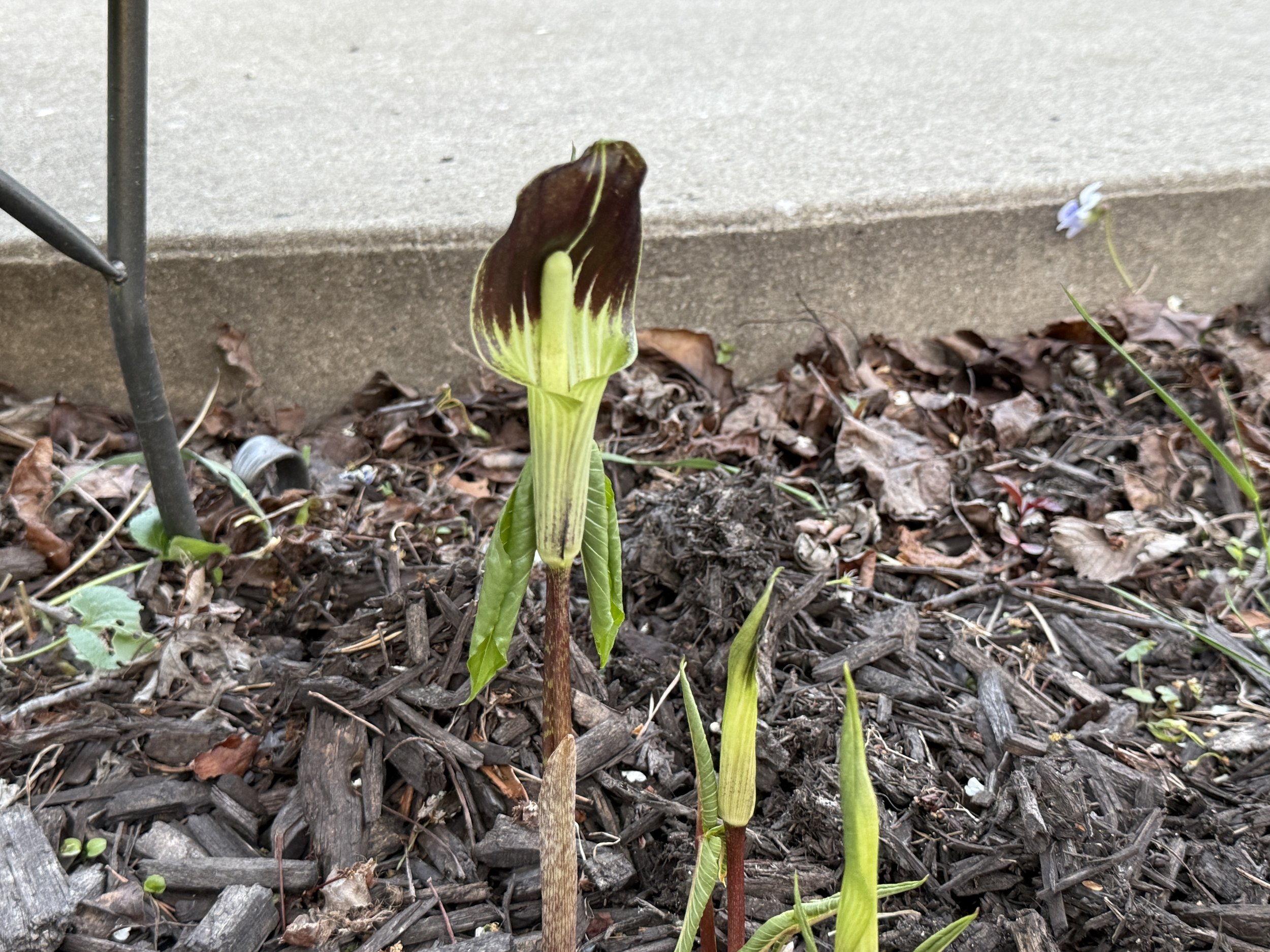 A sharpened flower bud emerges from the ground, surrounded by dry mulch and soil, near a concrete sidewalk edge.
