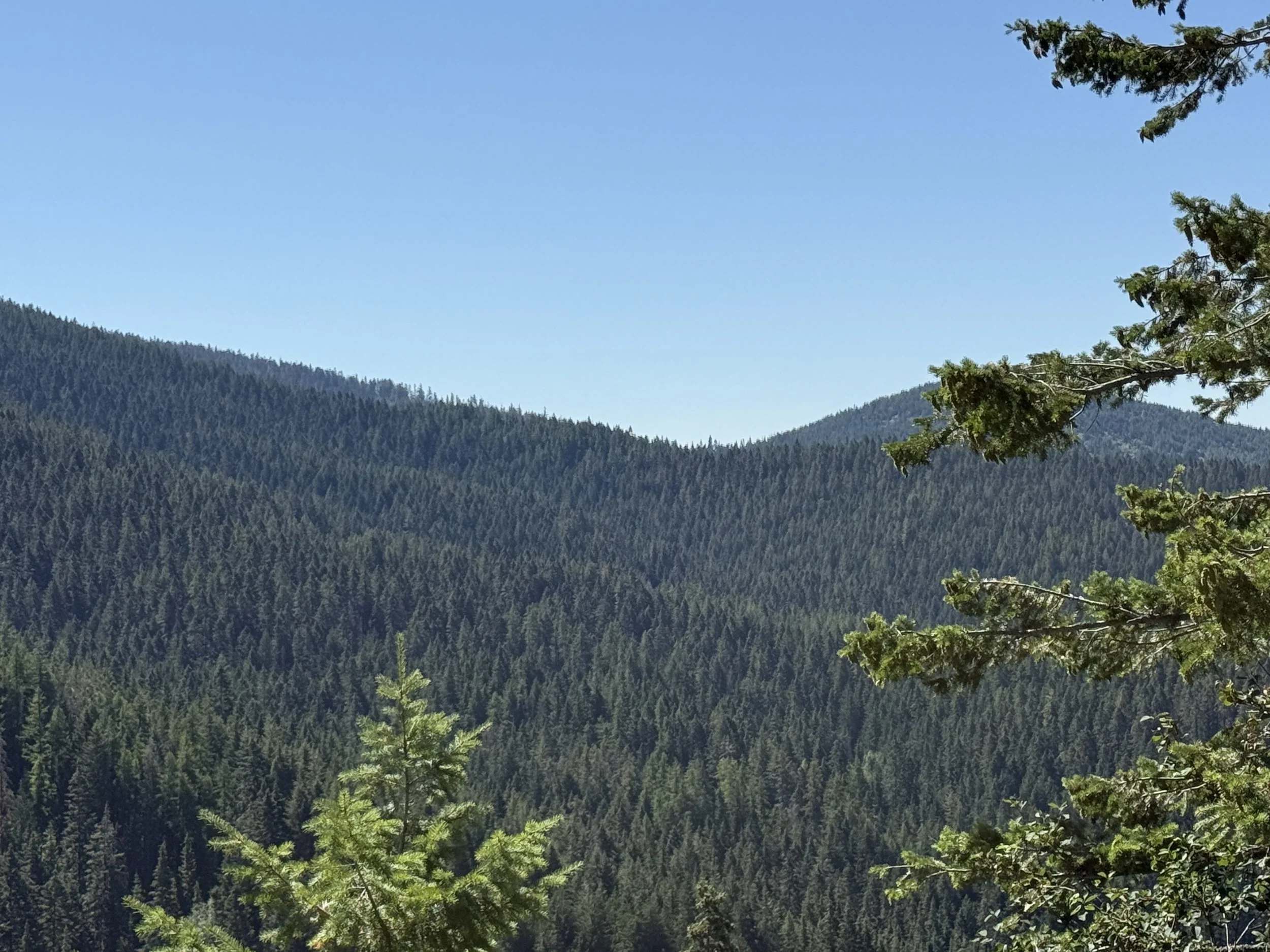 A scenic view of a forested mountain range under a clear blue sky, with green pine trees in the foreground.