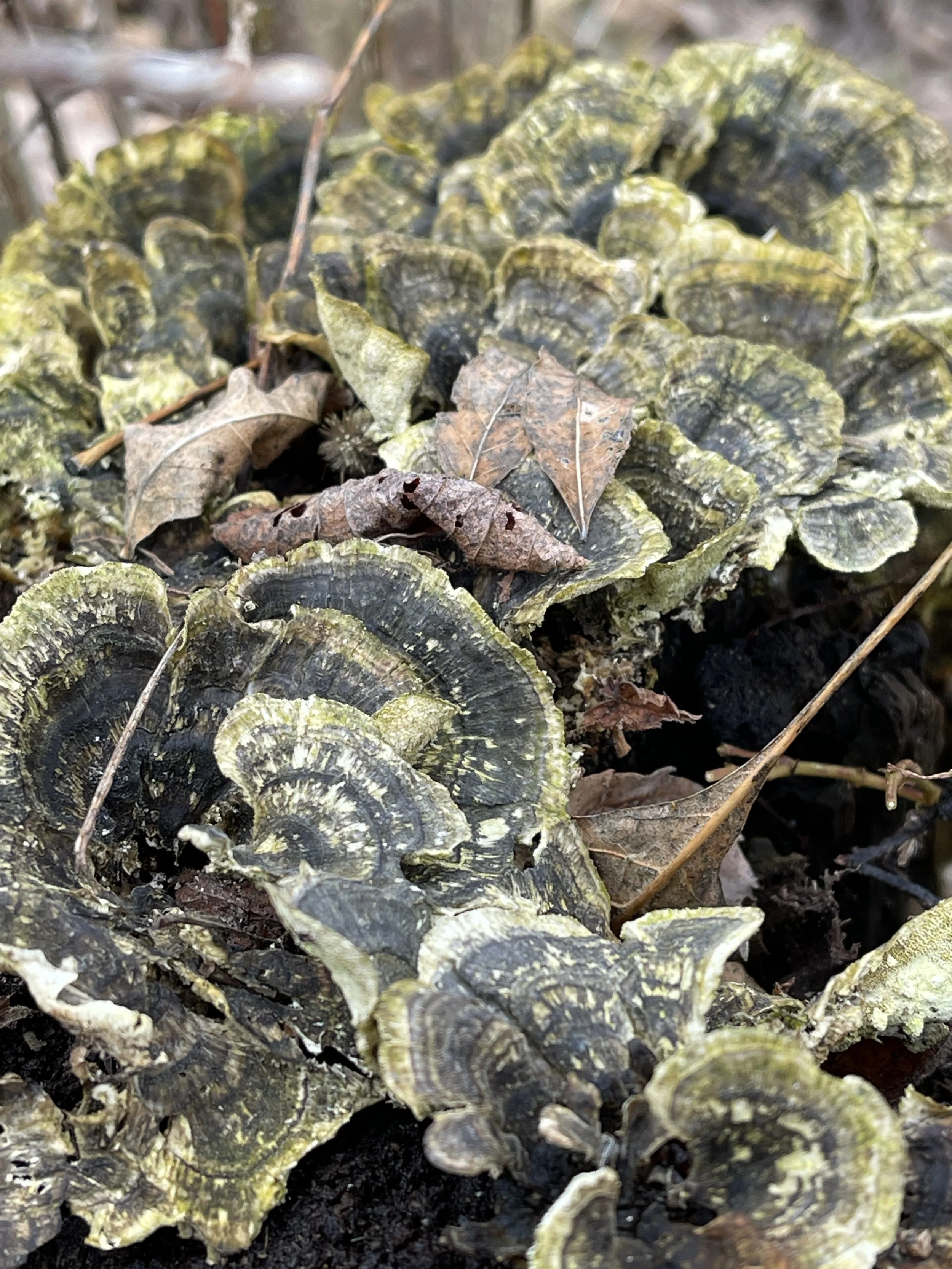Close-up of fungi growing on decaying wood with fallen leaves around.