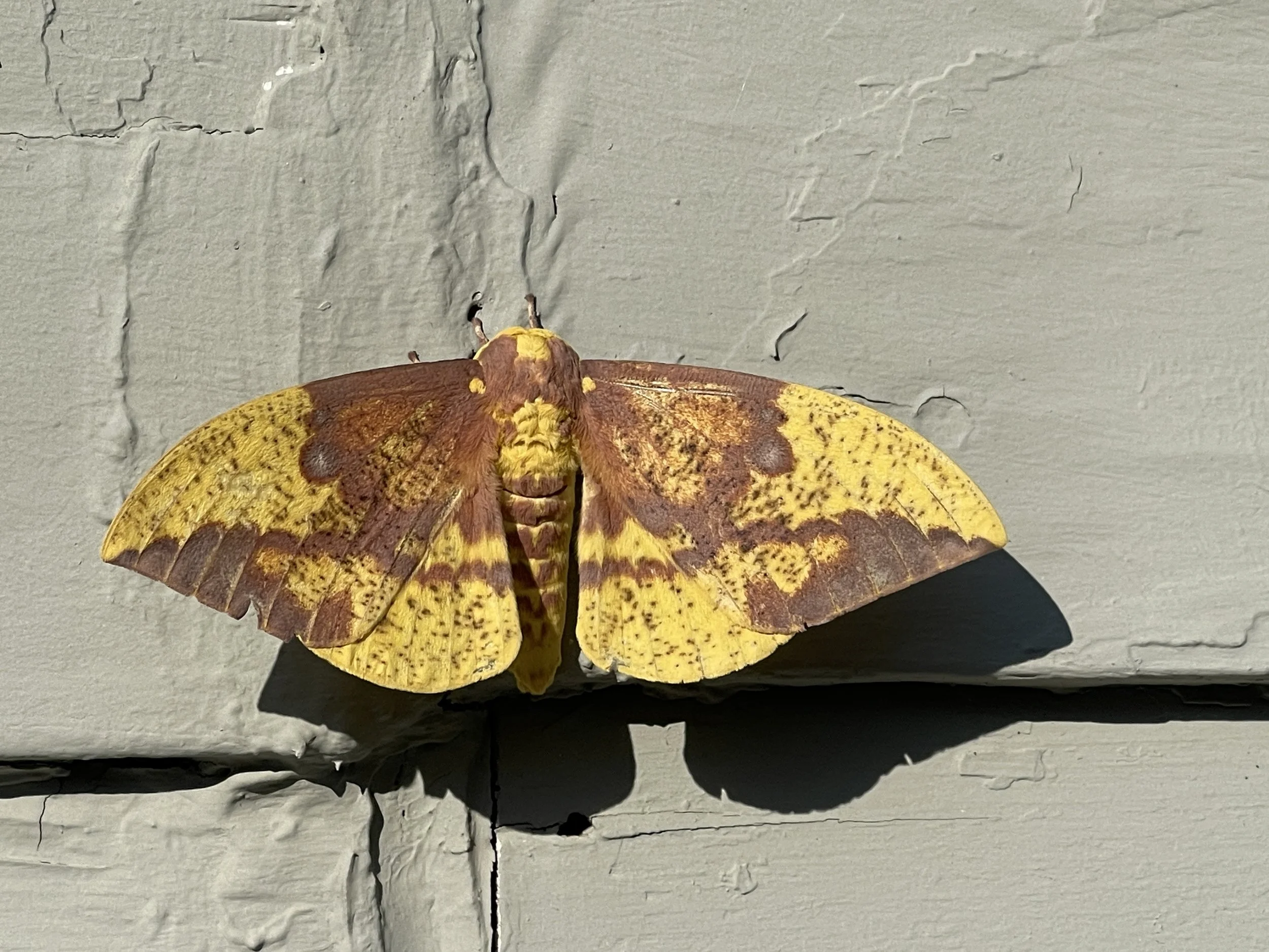 A yellow and brown moth resting on a gray painted wooden surface.
