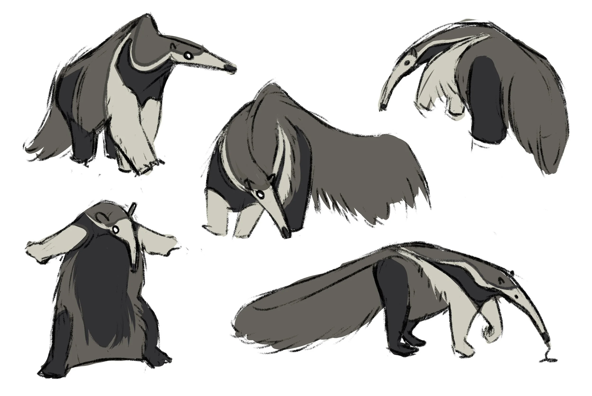 sign off anteater studies.jpg