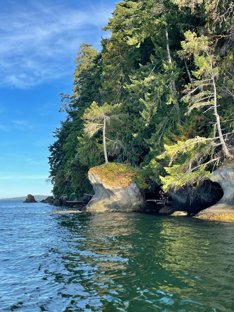 View of a dense forest on a rocky shoreline with trees extending over the water, under a clear blue sky.