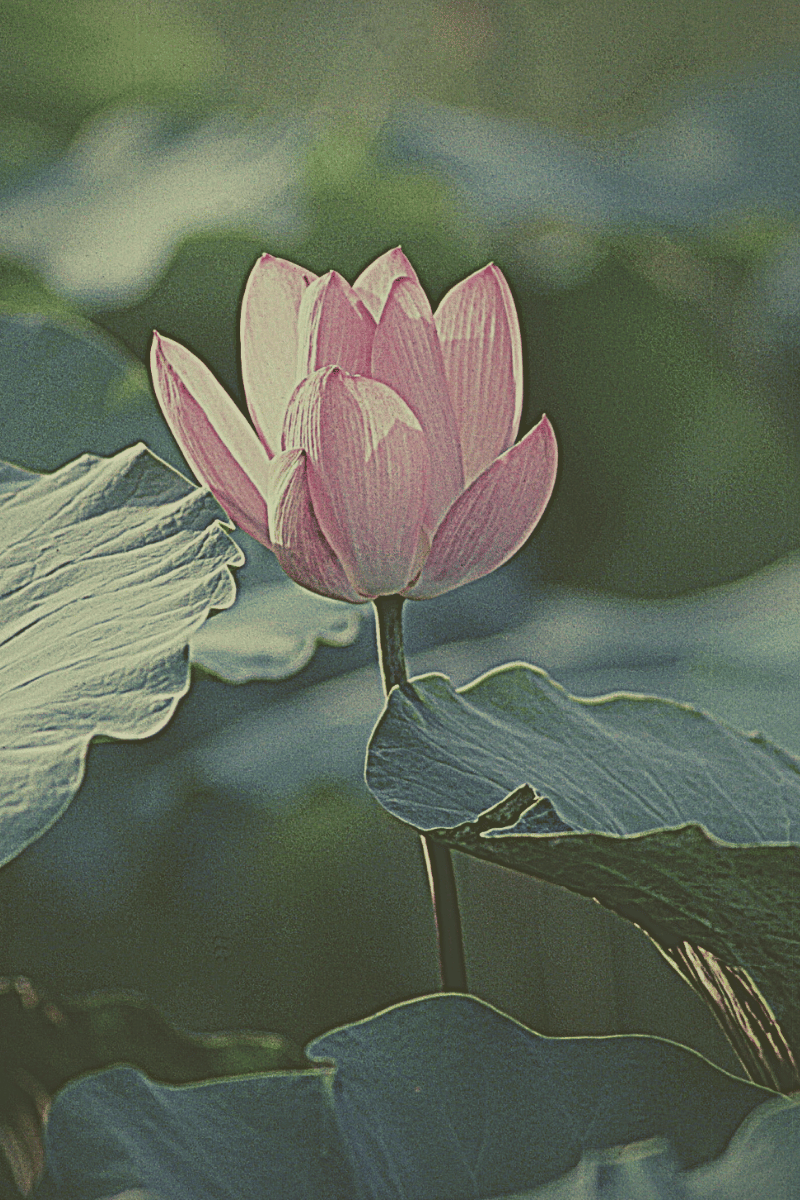 The Spa Voice: Why It Exists and How to Cultivate It as a Sound Healer