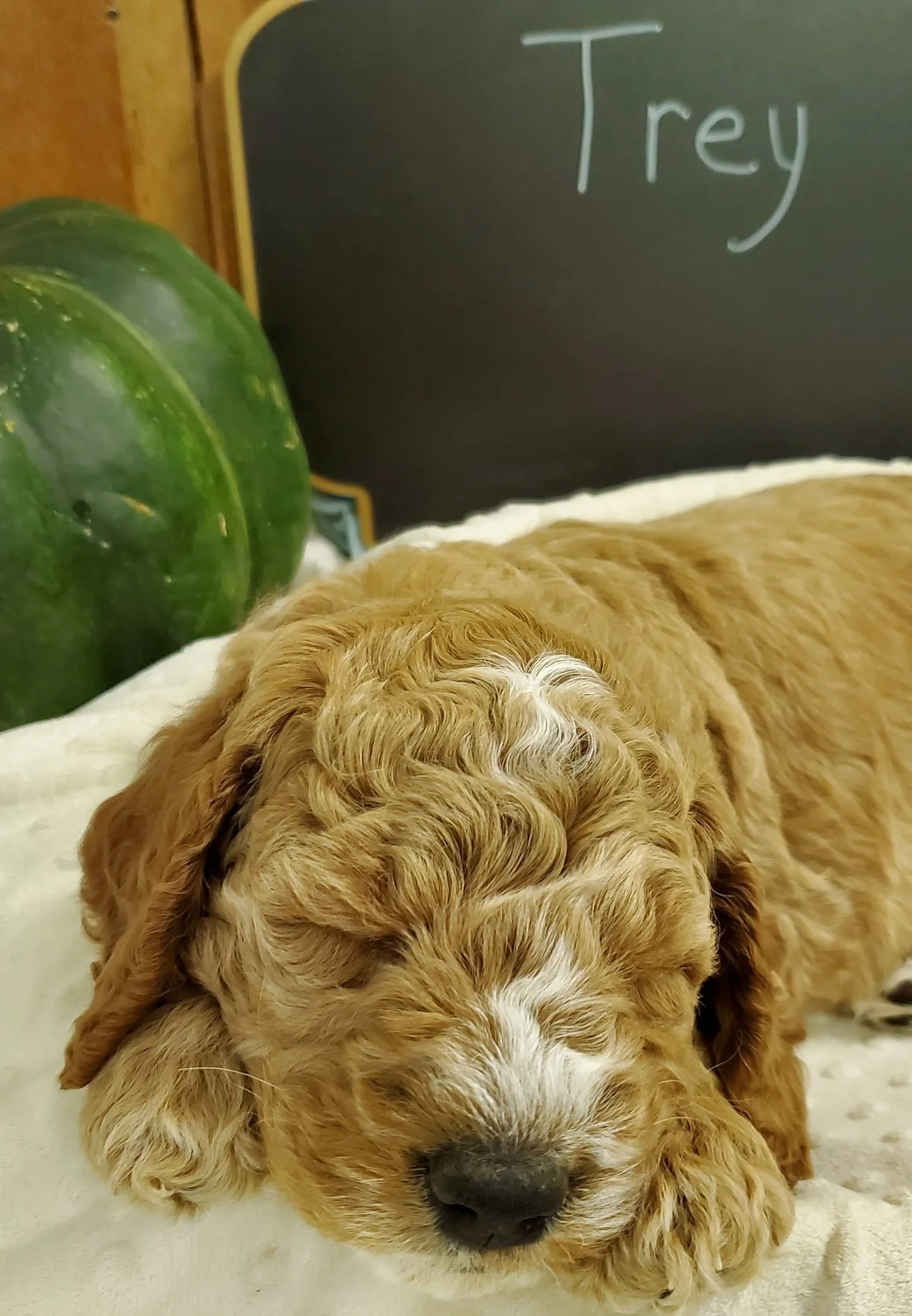 A tan and white puppy with curly fur lying down on a soft surface, with a watermelon and a blackboard with the word "Trey" written on it in chalk in the background.
