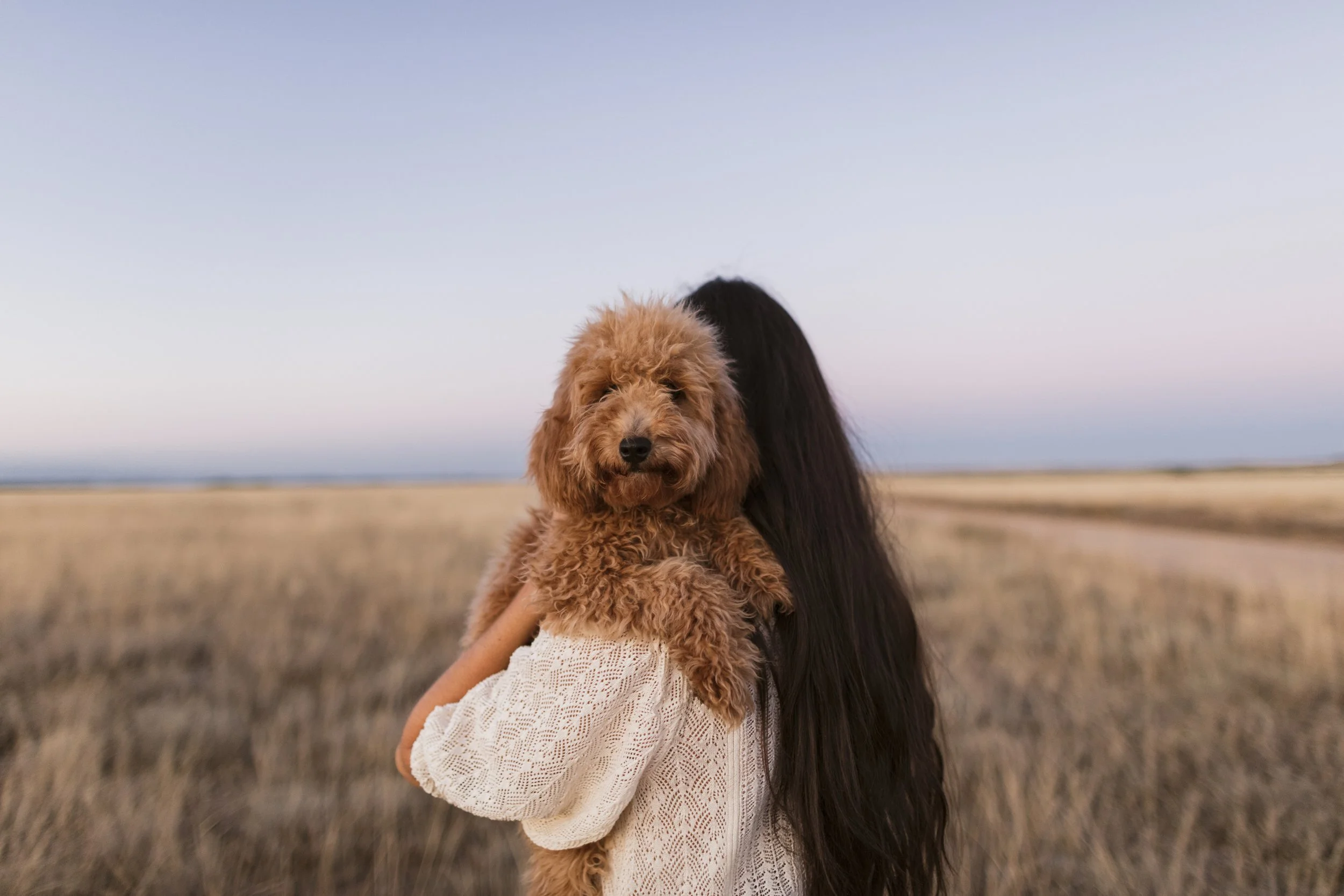 Person holding a fluffy brown poodle in an open field during sunset with a clear sky.