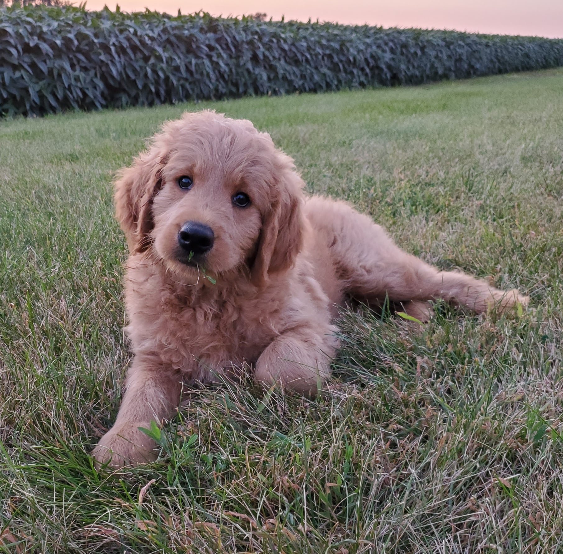 A adorable golden retriever puppy lying on the grassy ground with a hint of a pink and purple sunset sky in the background.