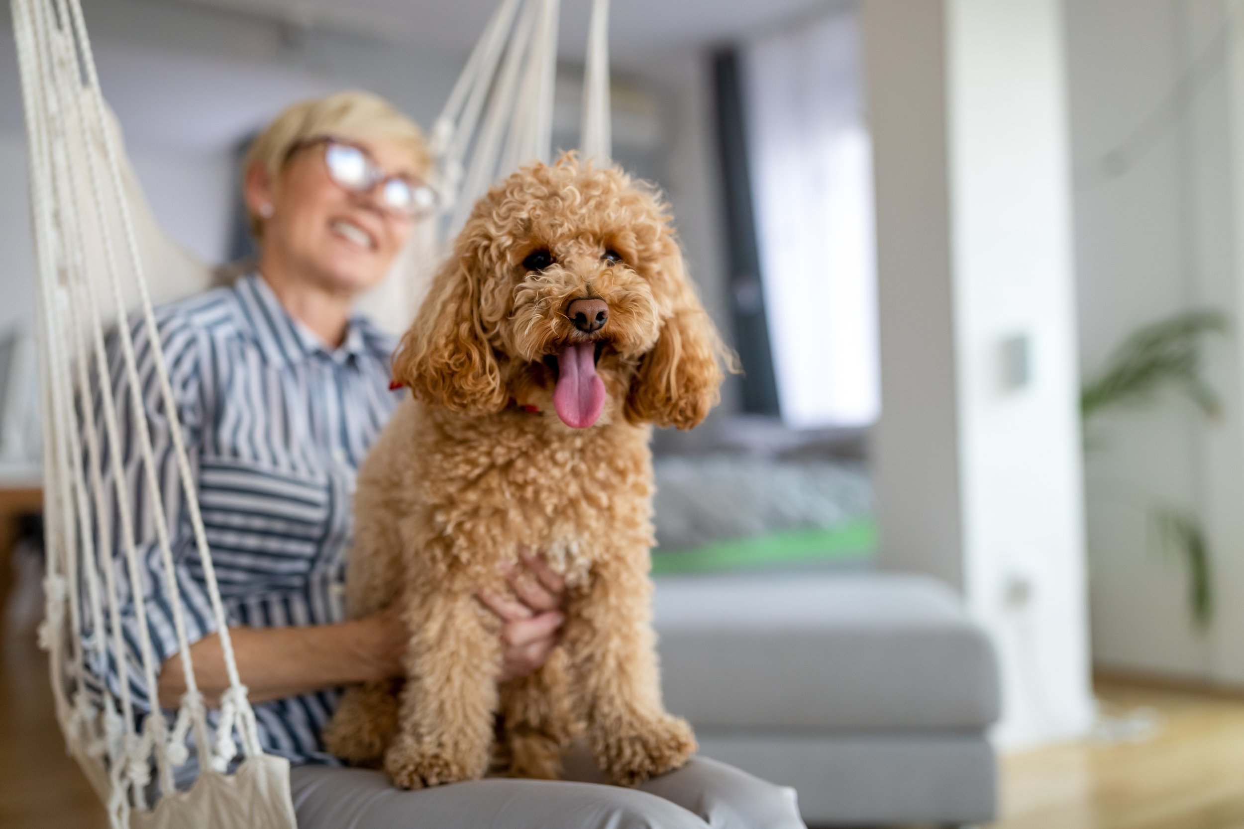 A woman with short blonde hair and glasses, wearing a striped shirt, sitting indoors on a hanging chair, holding a curly-haired apricot poodle that has its tongue out.
