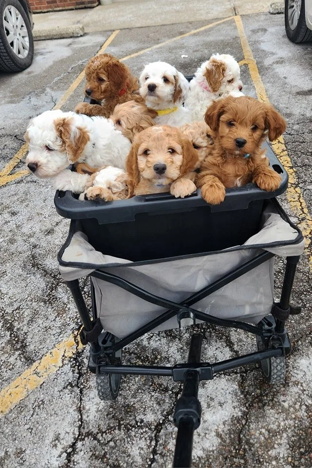 Several adorable puppies sitting in a black and gray stroller parked on a cracked asphalt surface in a parking lot.