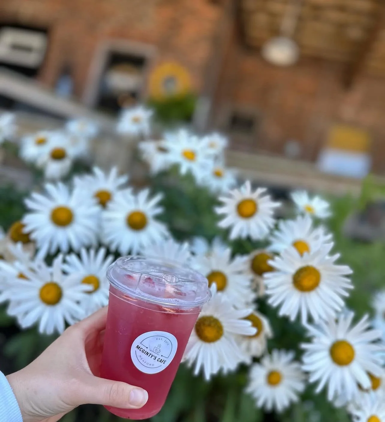A hand holding a pink drink in a plastic cup with a clear lid, in front of a cluster of white daisies with yellow centers, in a garden setting.