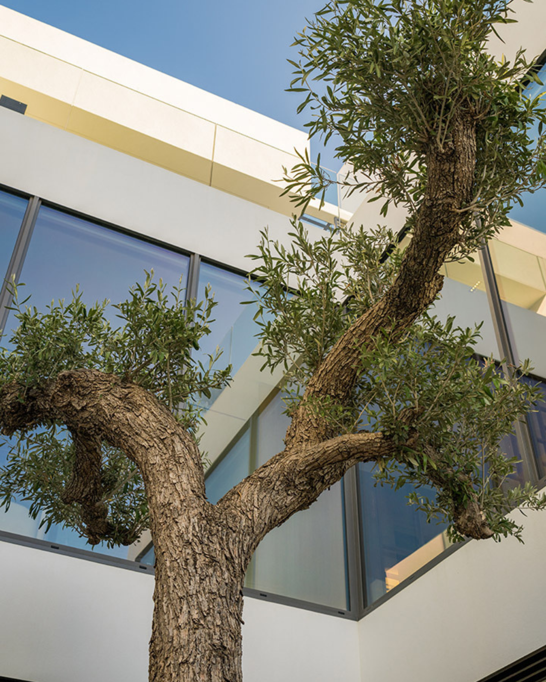 A large olive tree with textured bark and green leaves in front of a modern building with glass windows and white exterior panels of Vilas 12