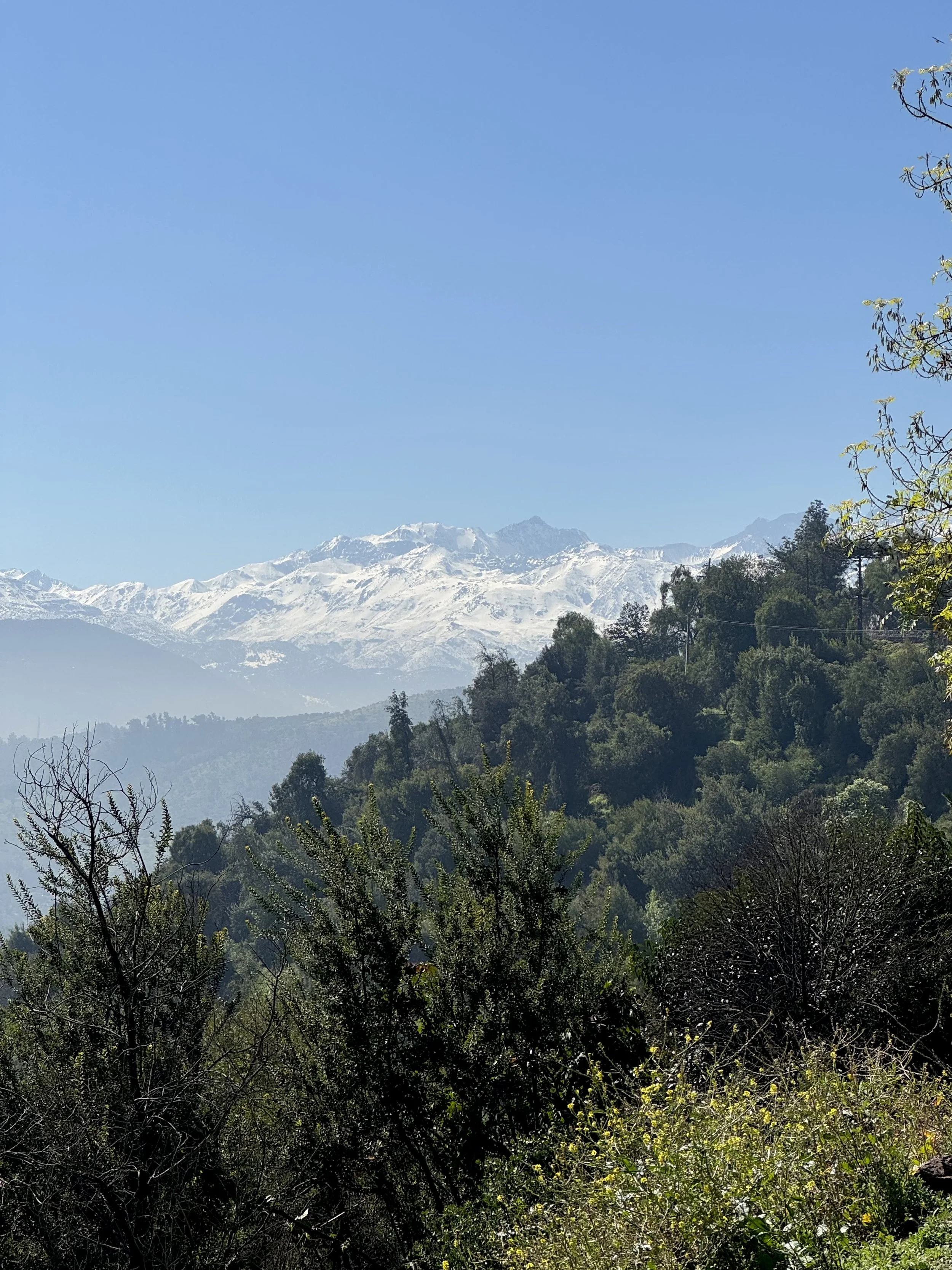 Snow-capped mountains in the background with a green, forested hillside in the foreground under a clear blue sky.
