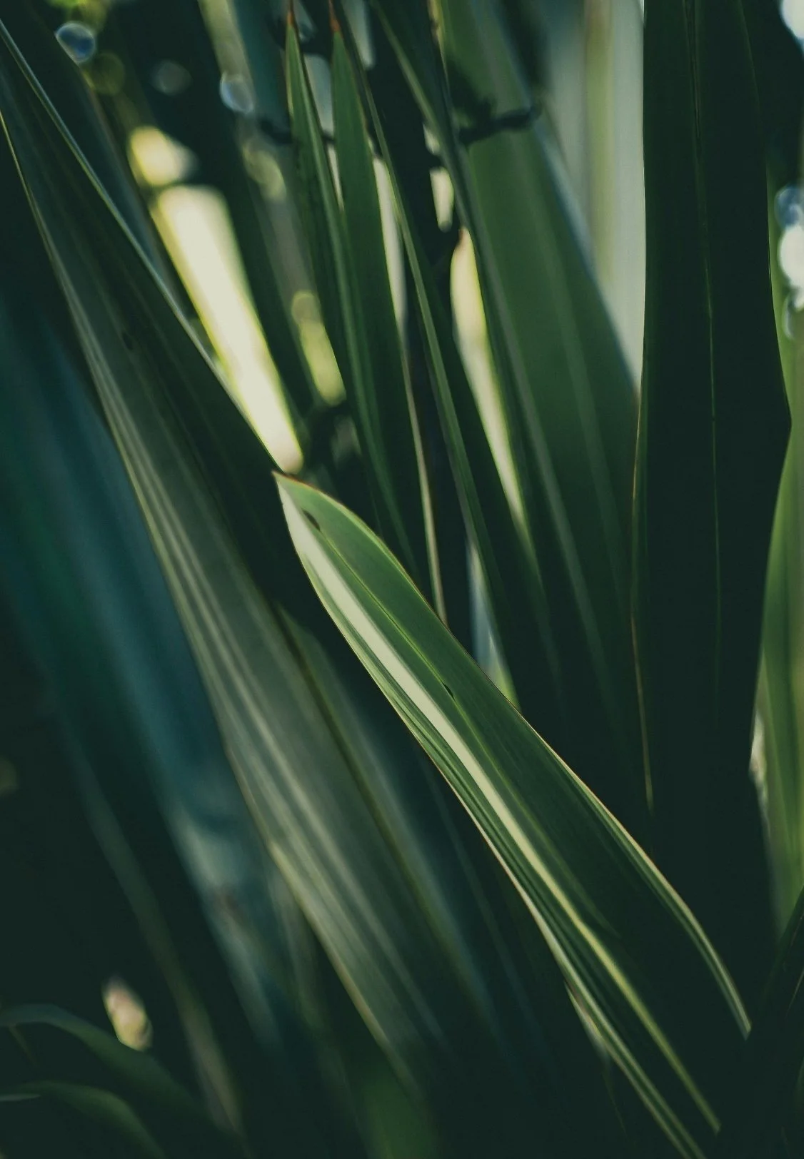 Close-up of green leaf blades with sunlight filtering through.