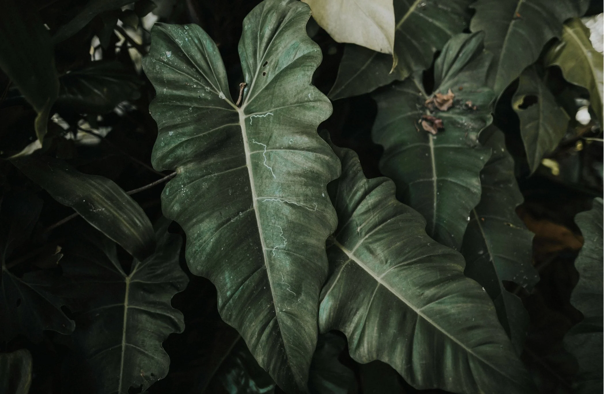 Dark green leaves with prominent veins, some with white or light patches, overlapping each other.