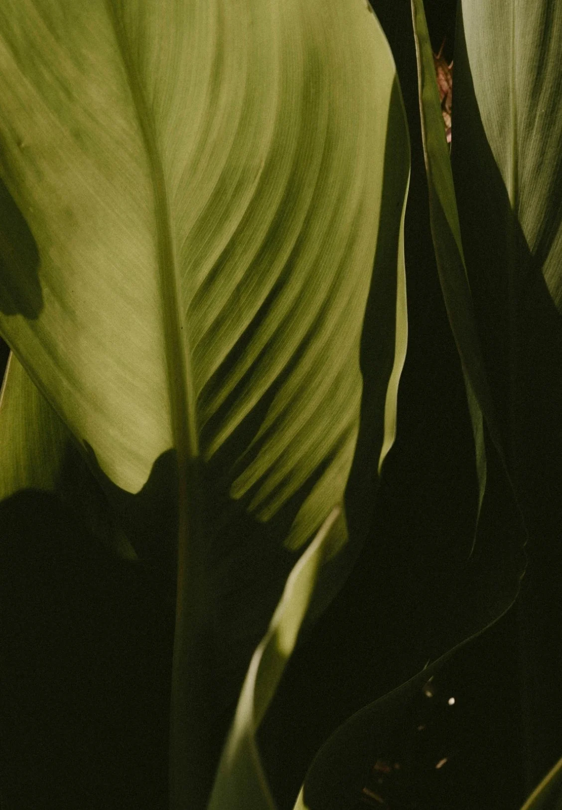 Close-up of green leaves with parallel veins, some dark shadows, and a shadow of a leaf in the background.