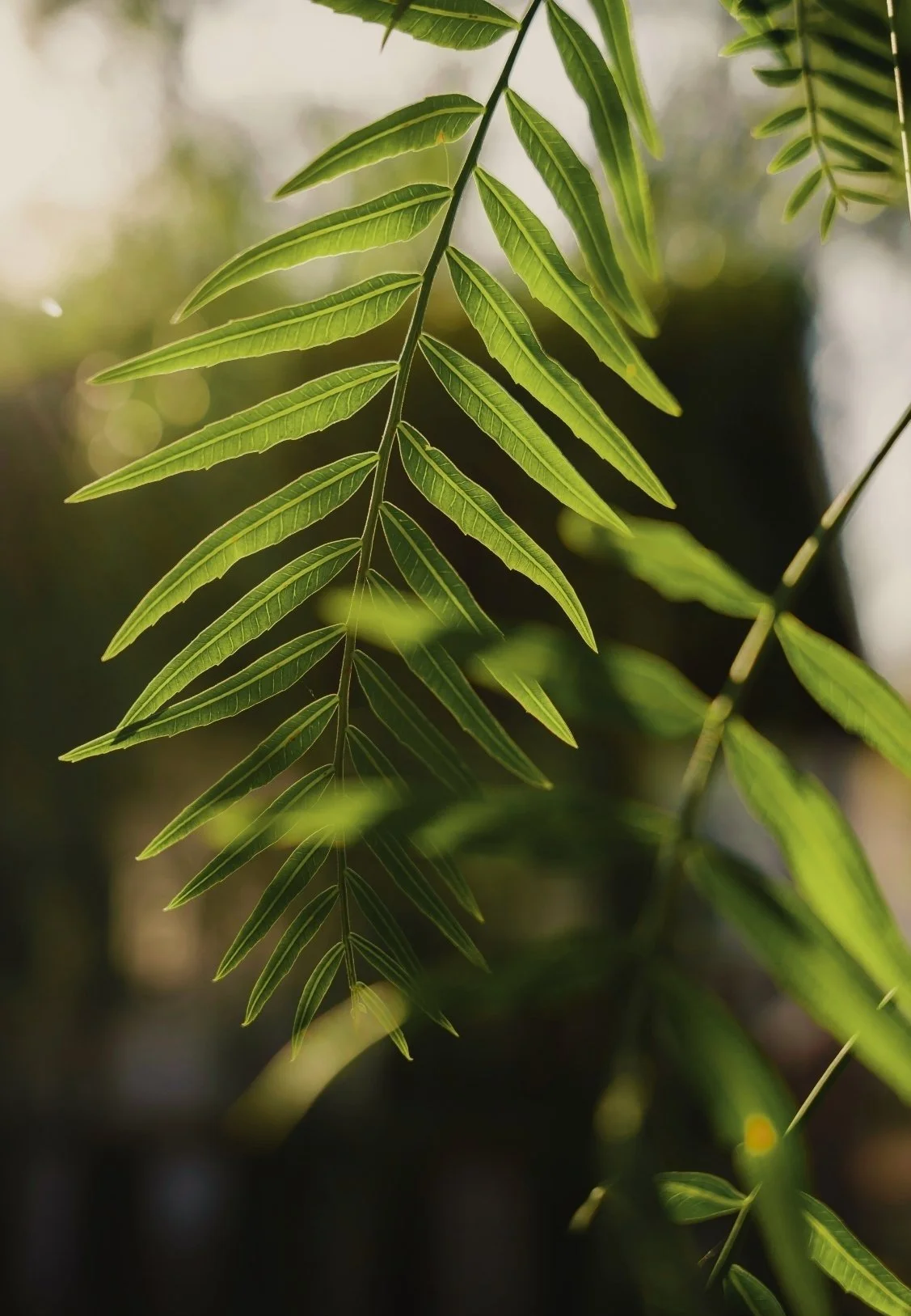 Close-up of a green fern leaf with sunlight filtering through, showing detailed leaf veins and slender leaflets.