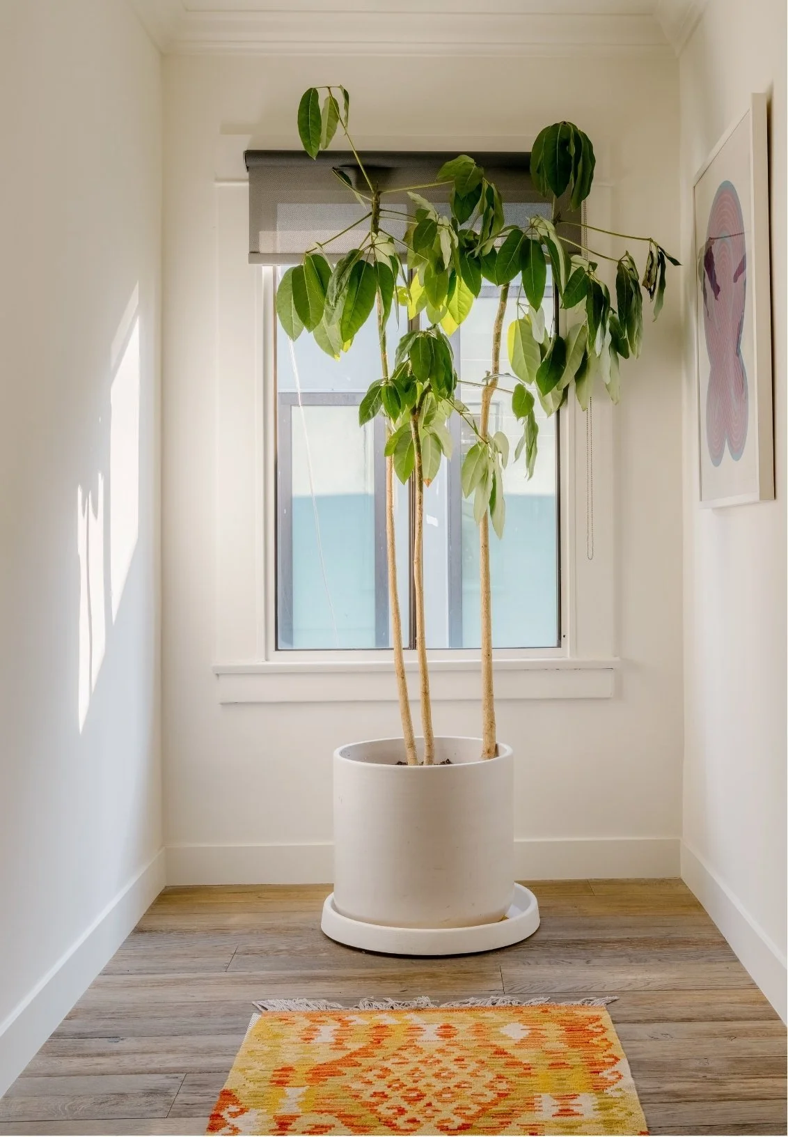 A tall houseplant in a white pot is placed in front of a window with a dark roller shade in a bright, minimal room. There is a colorful orange and yellow rug on the wooden floor, and a framed art piece with a pink and purple butterfly is on the wall to the right.