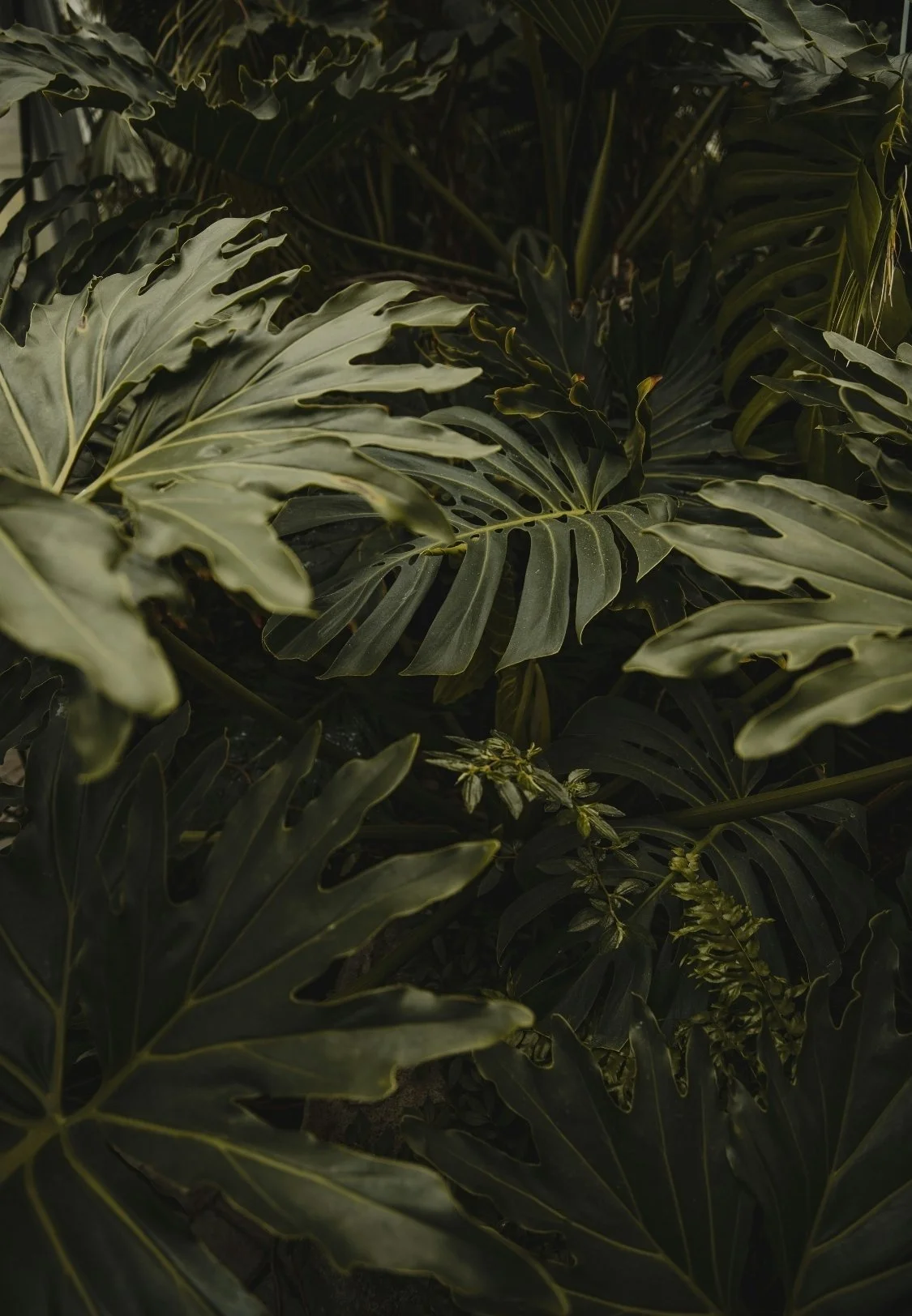 Close-up of dark green tropical foliage with large leafs with split edges.