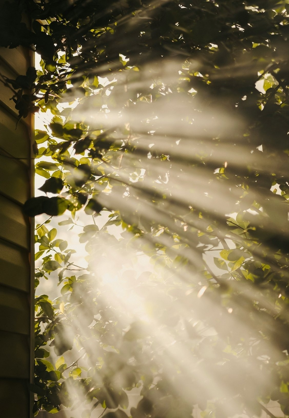 Sunlight filtering through green leaves and bush branches near the side of a house.
