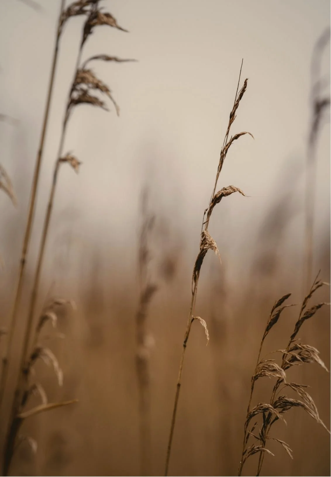 Close-up of dried brown grass stalks in a field with a blurred background.