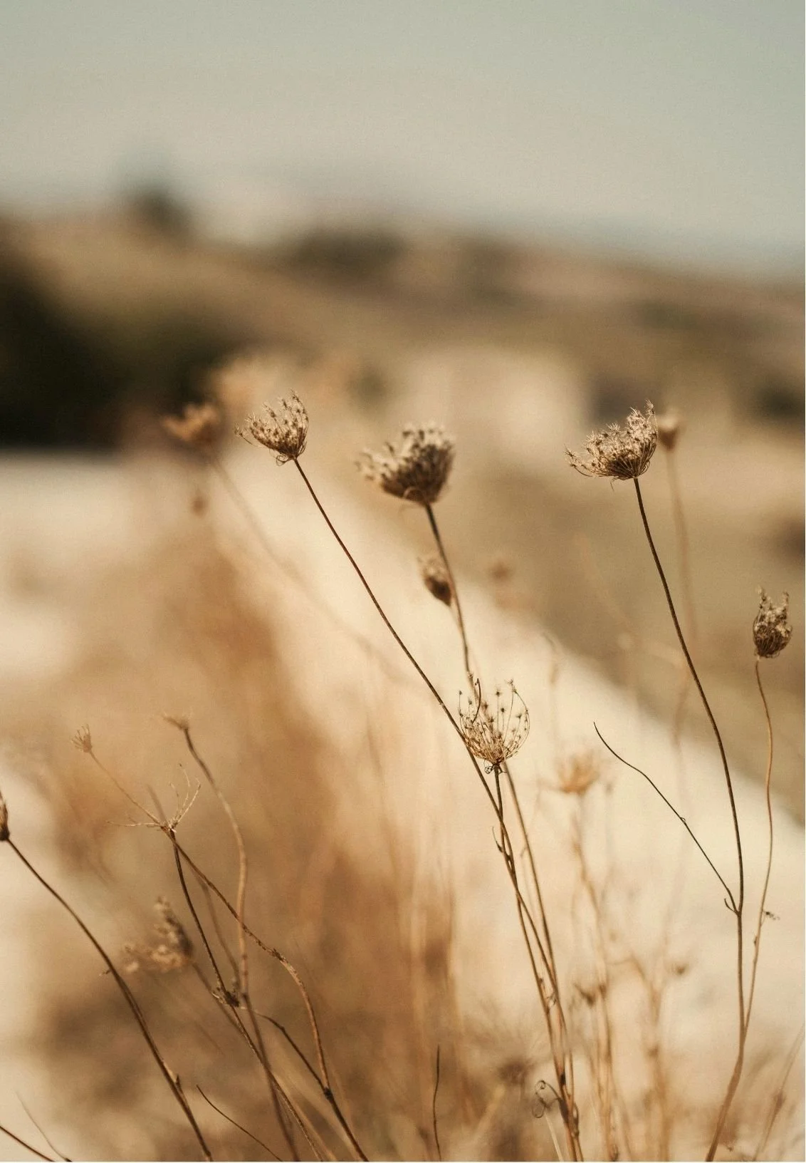 Close-up of dried wildflowers with a blurred background in earthy tones.