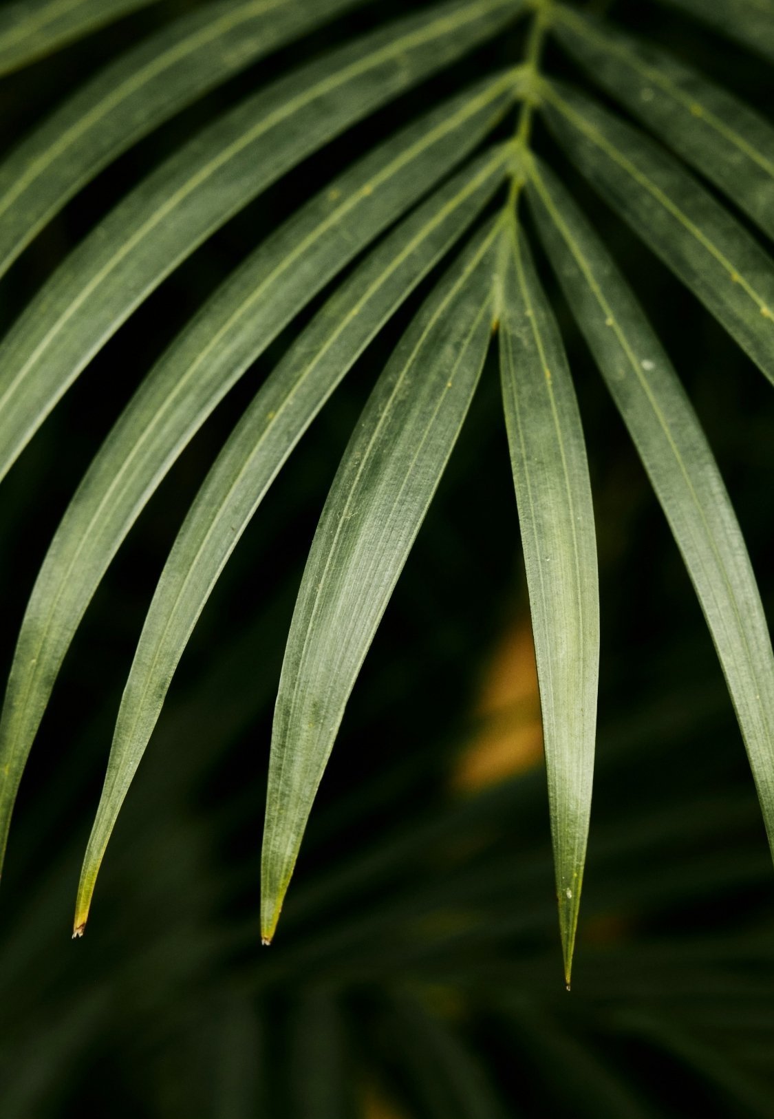 Close-up of green palm or fern leaves with a dark background.