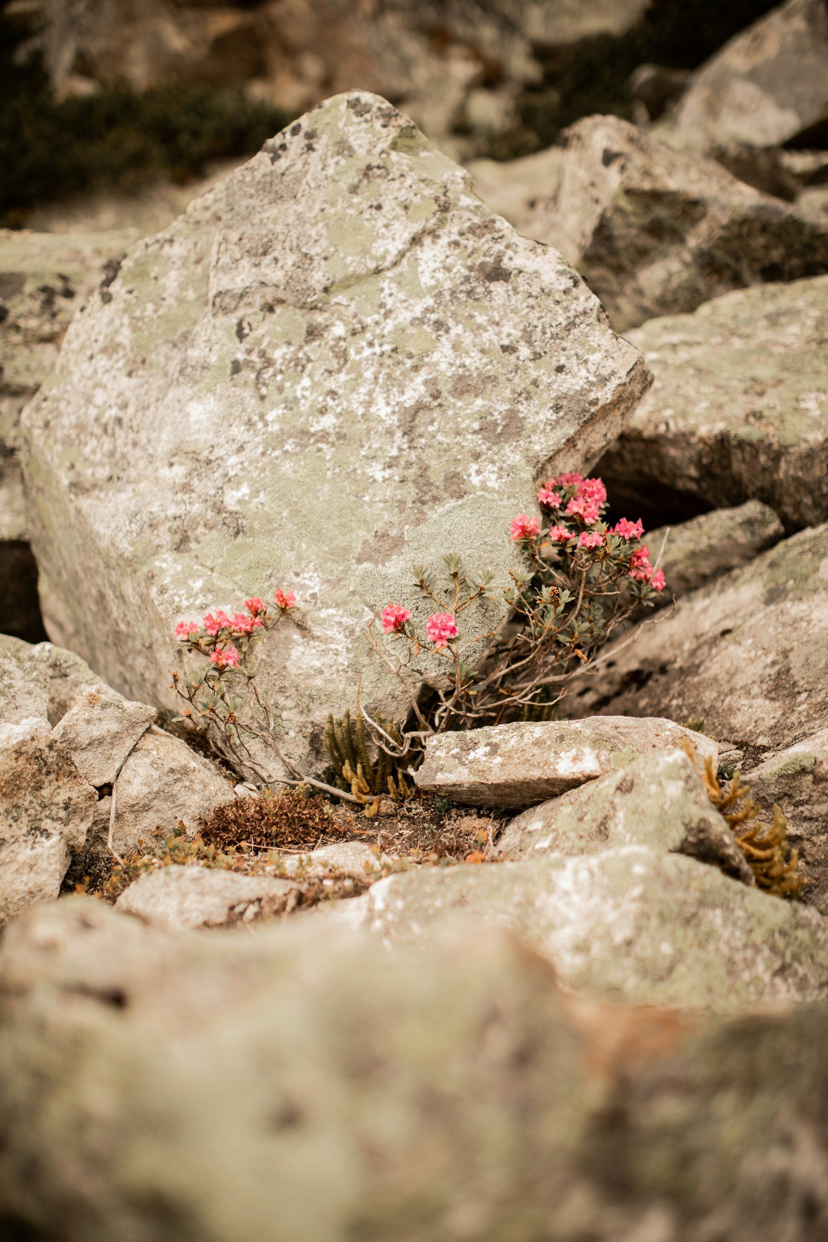 Why My Husband Calls Me Wildflower