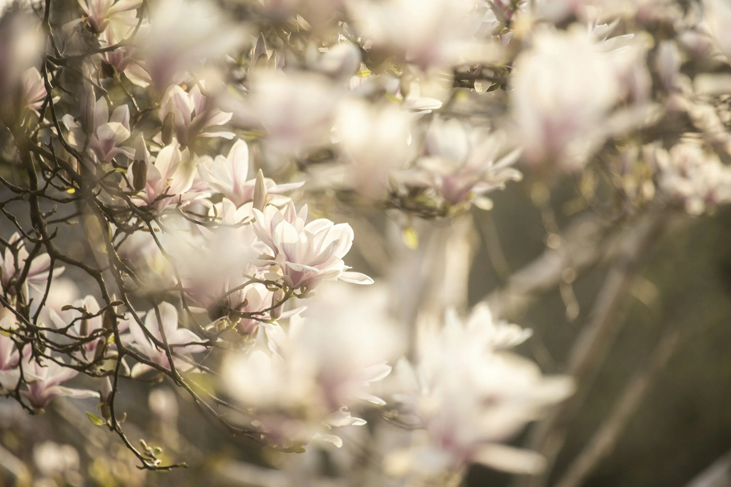 Close-up of blooming pink and white magnolia flowers on tree branches with sunlight filtering through.