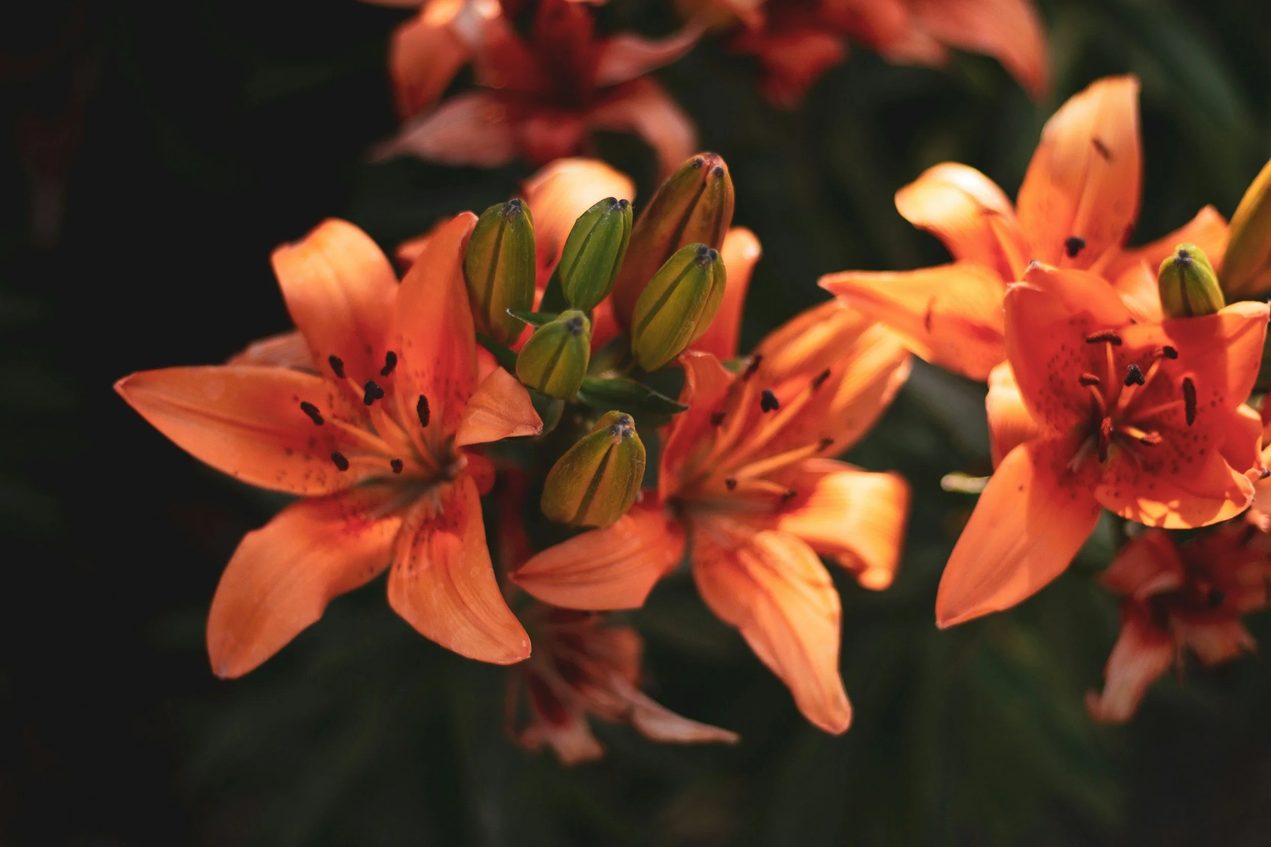 Gardening Tip: Even the Wind Has a Purpose