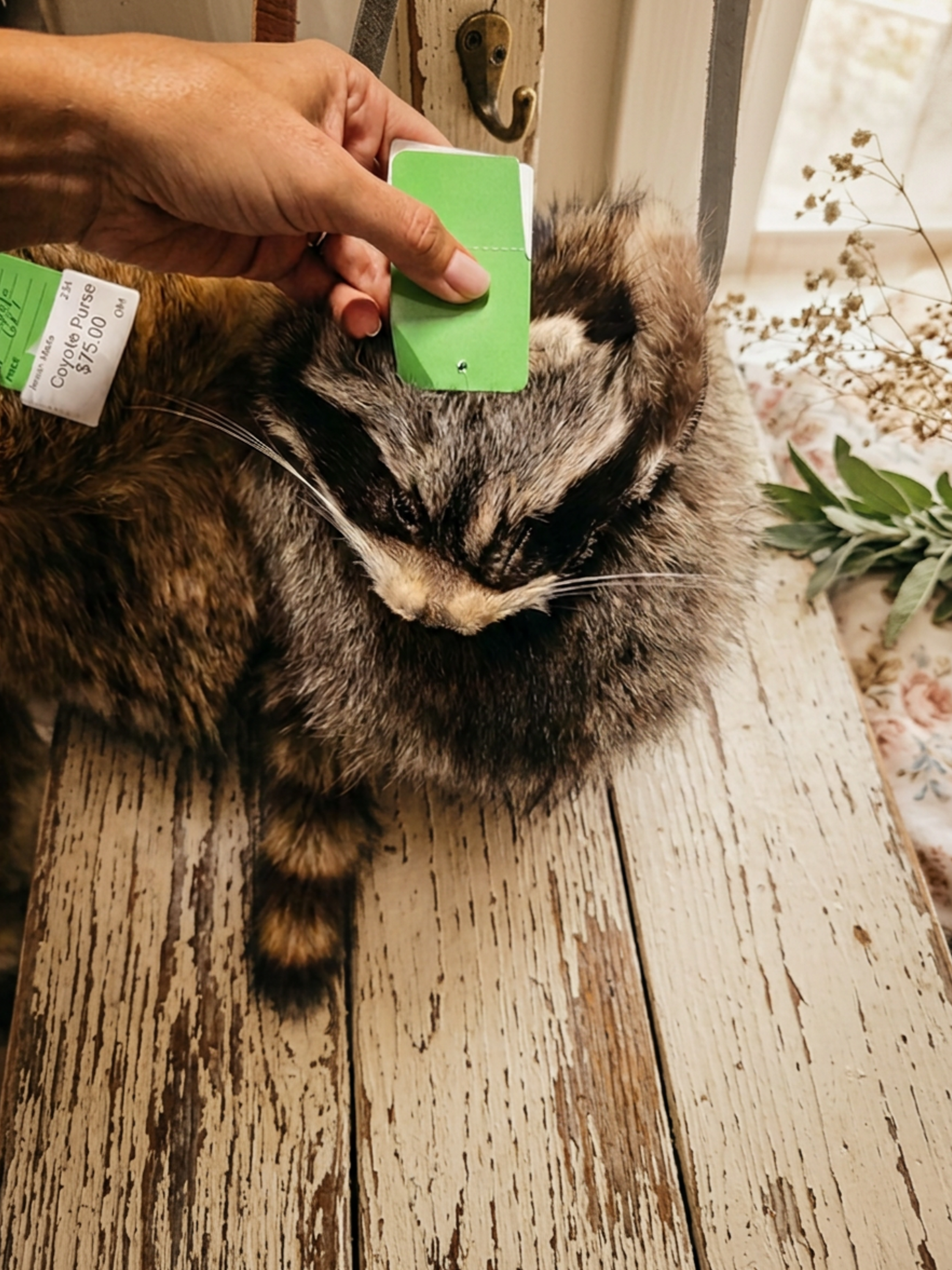 The Day I Almost Bought a Taxidermy Raccoon Purse
