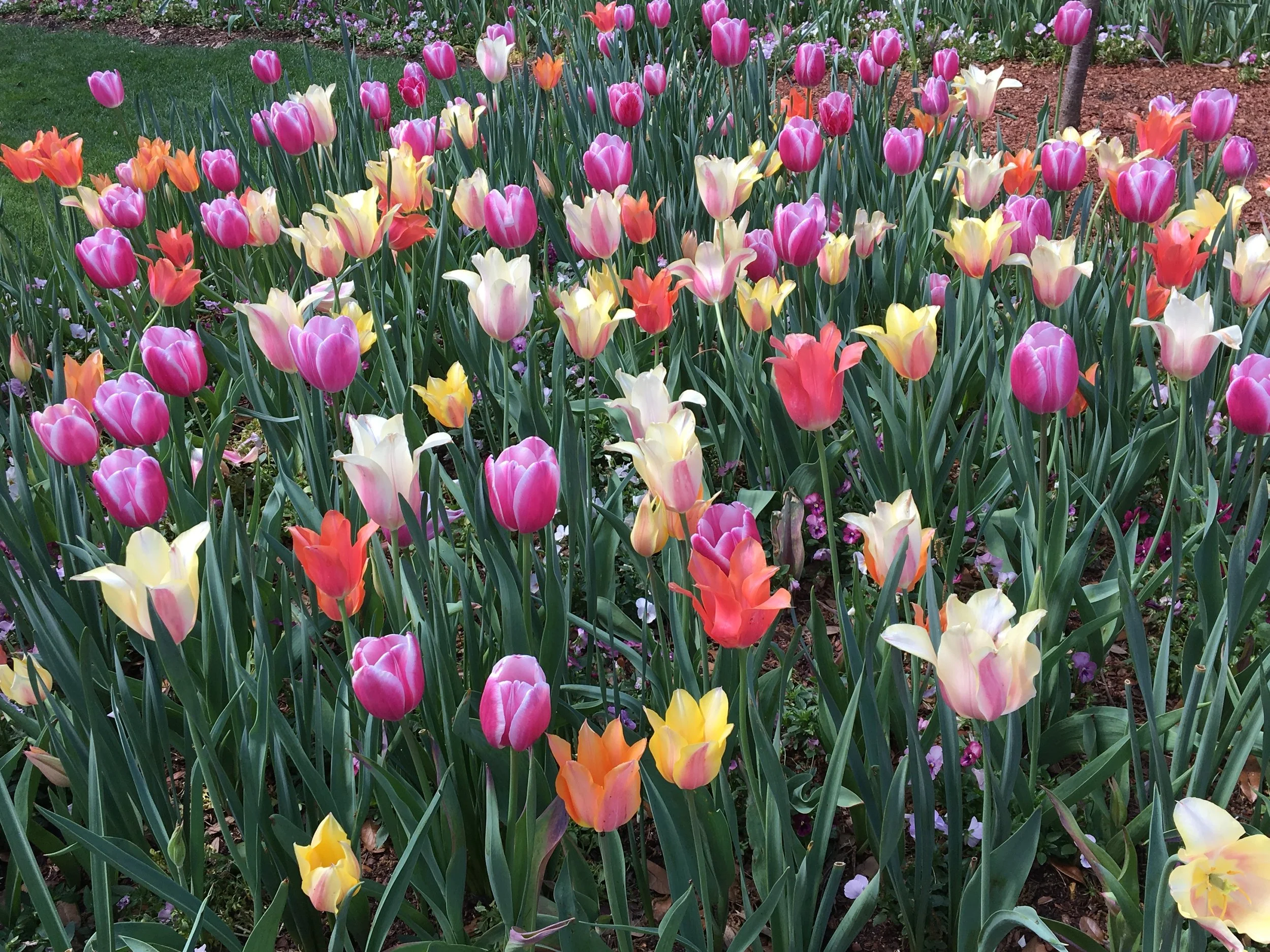 A garden bed filled with pink, orange, and yellow tulips blooming among green leaves.