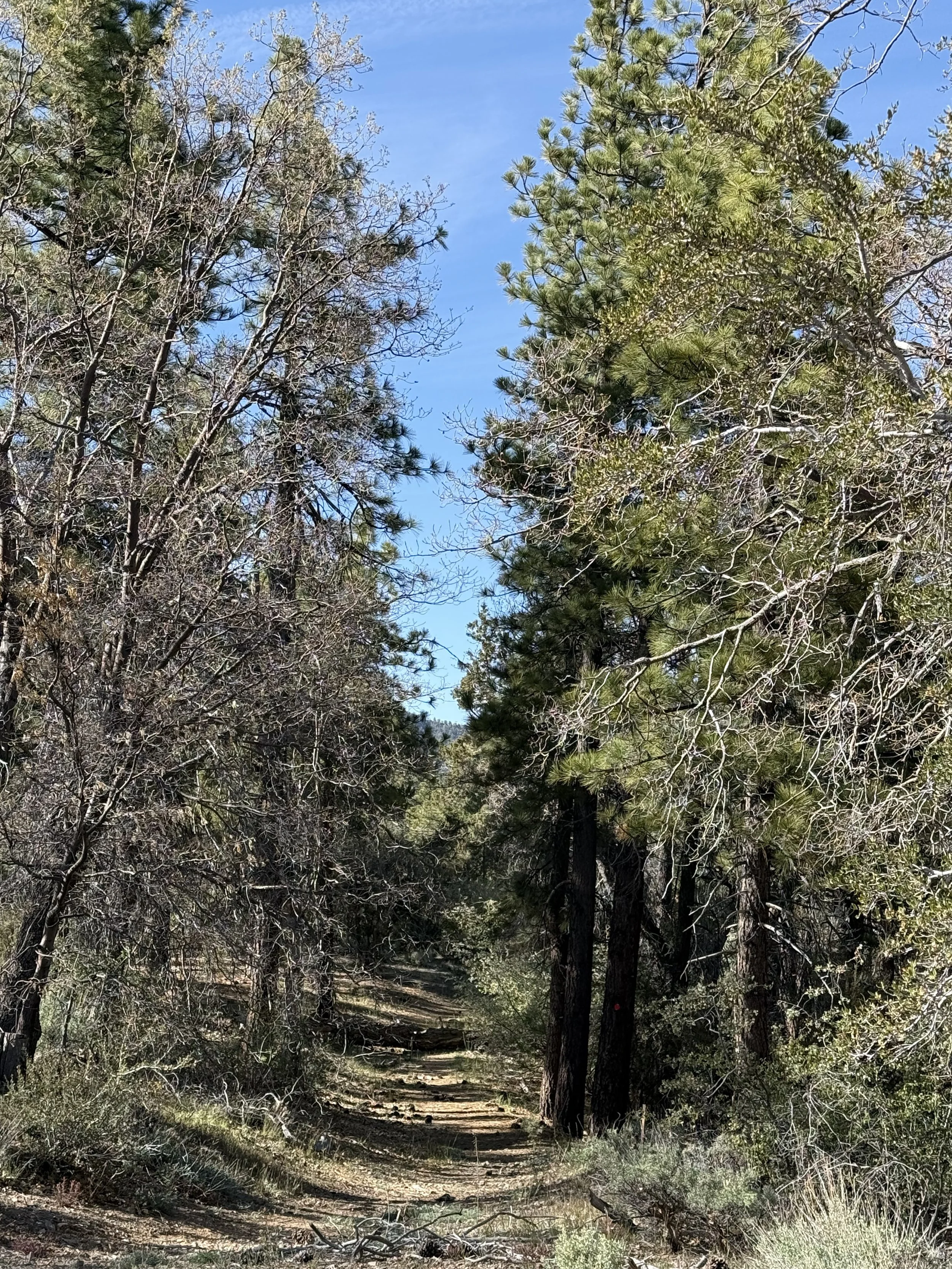 Letting Go, Letting Be: A Cultivating Kindness Retreat for Women