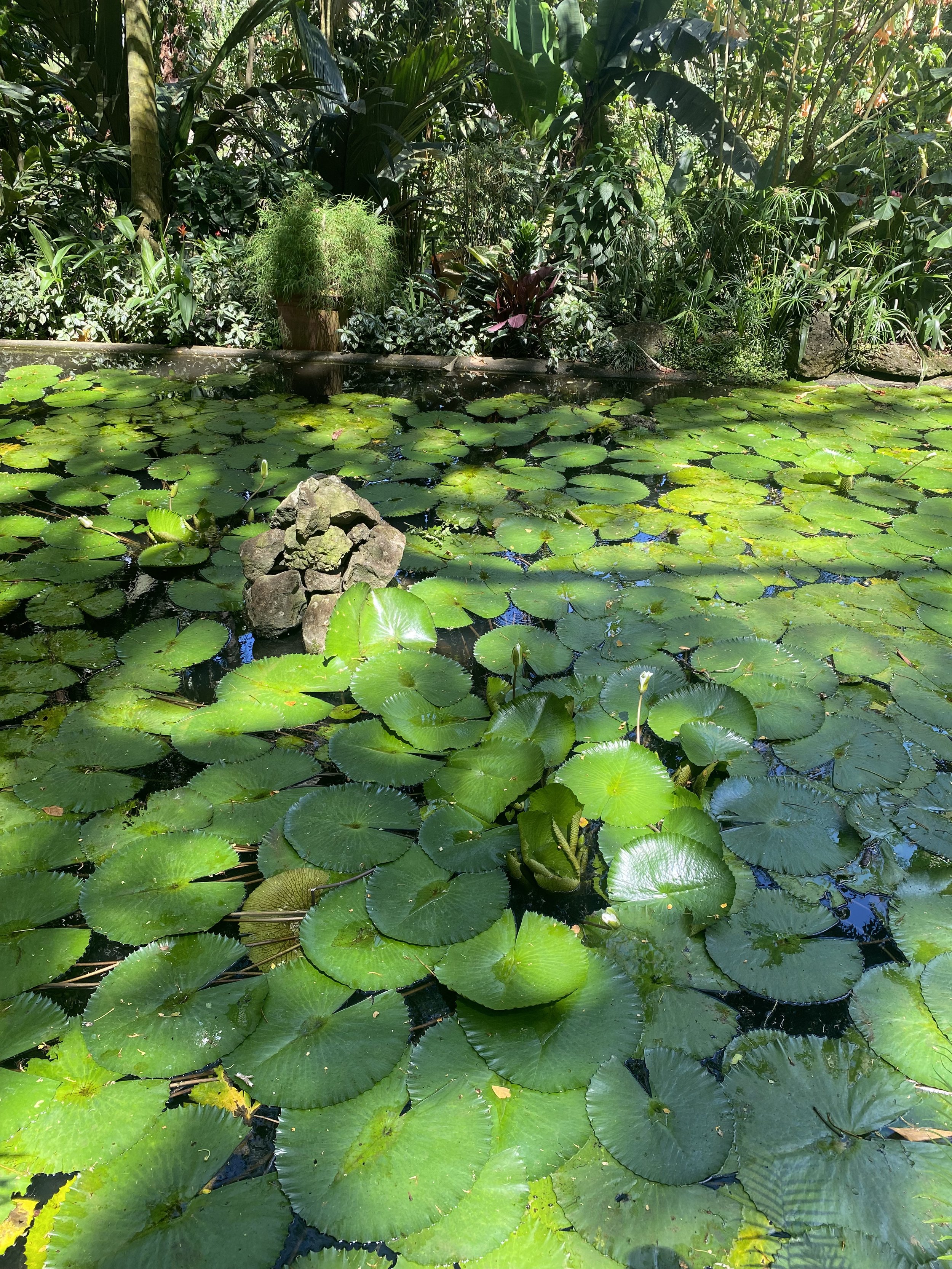 A pond filled with green water lilies and a small rock formation in the center, surrounded by lush tropical plants and trees.