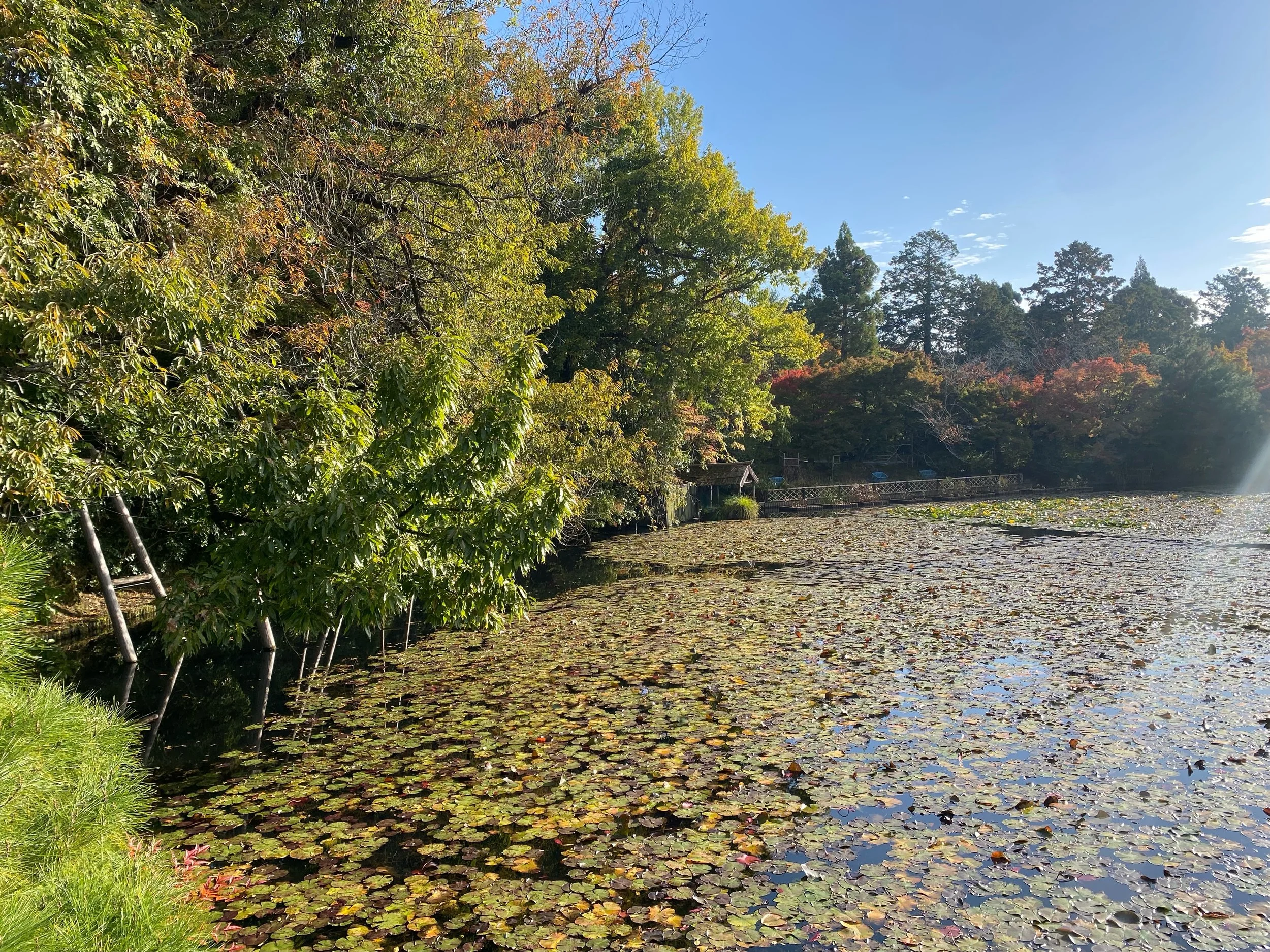 A pond with lily pads and lily flowers surrounded by trees with green and fall-colored leaves, under a clear blue sky.