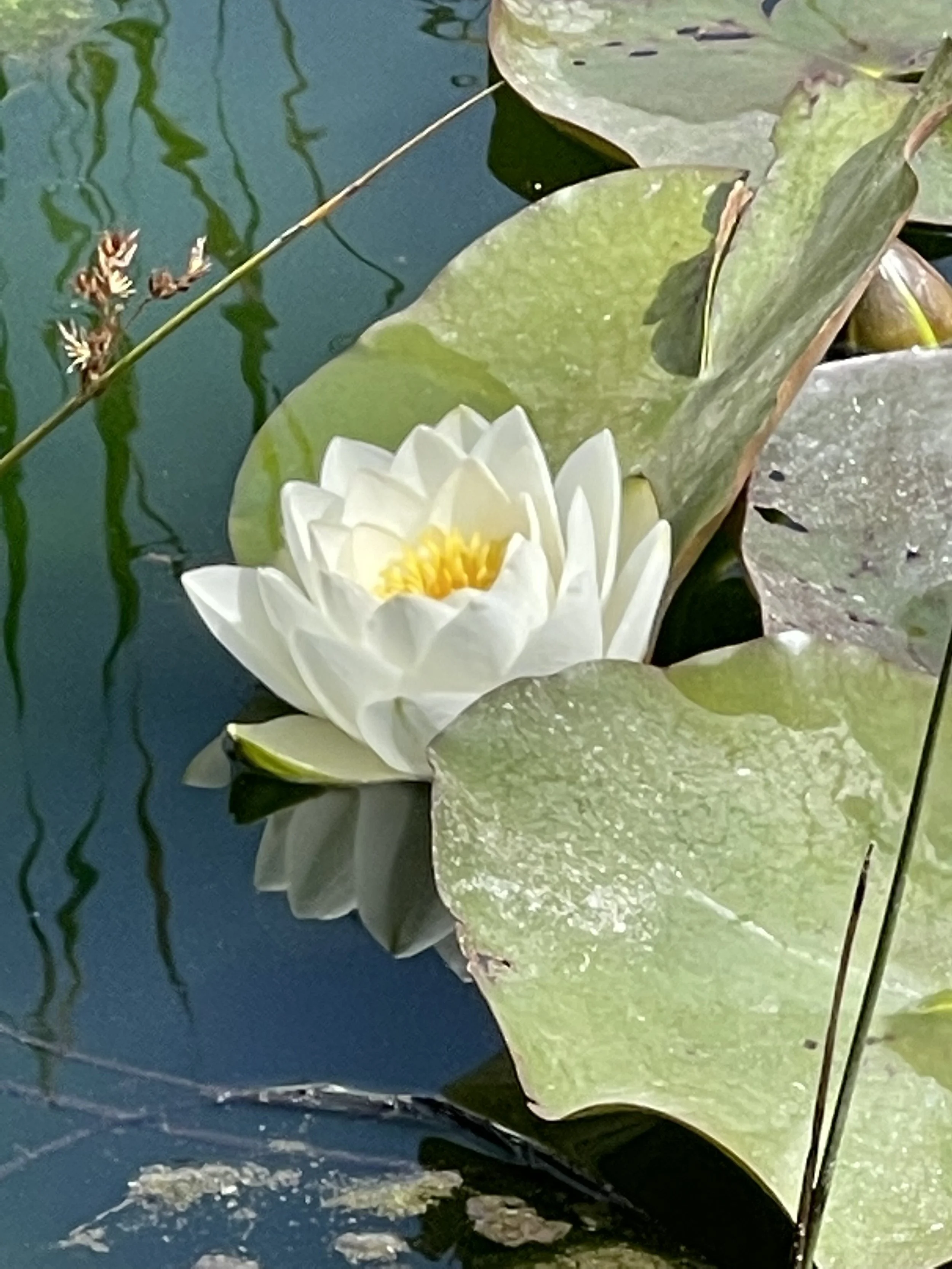 White water lily flower with yellow center floating on a pond with green lily pads and reflections of plants on the water.