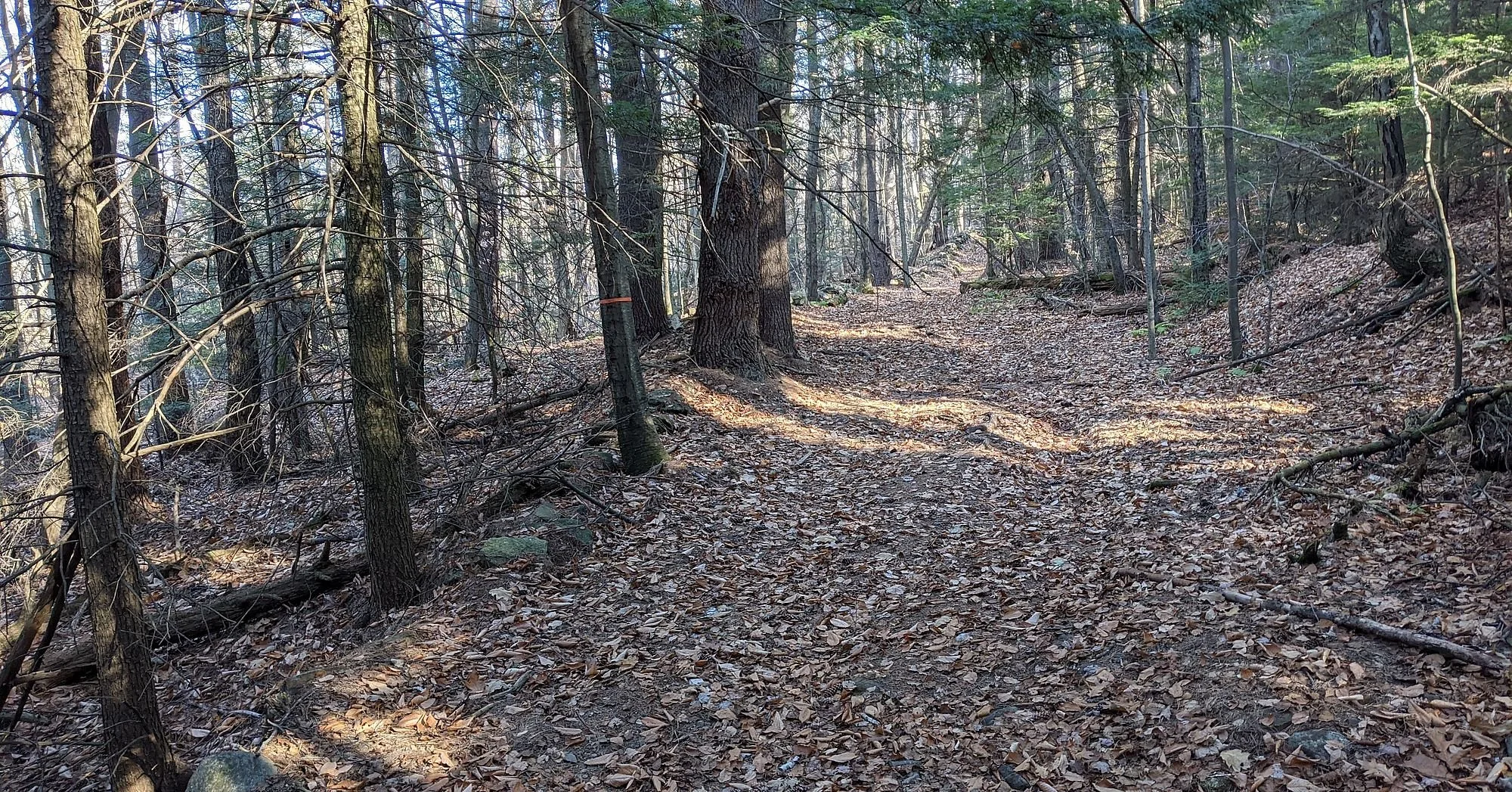 !Maynard Forest Trail Clean Up