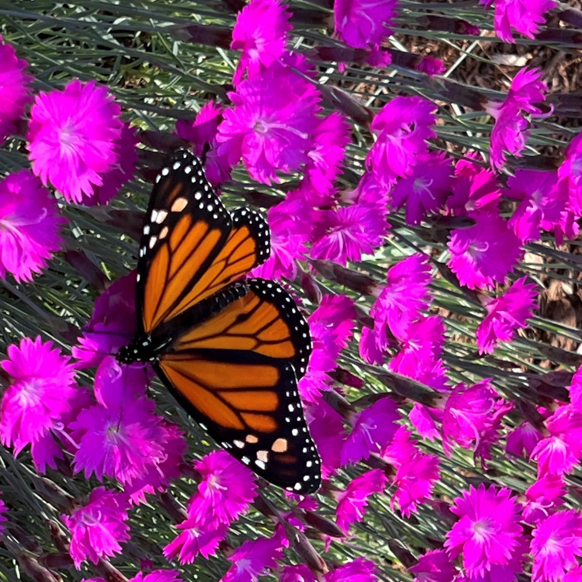 HCS Butterfly Release