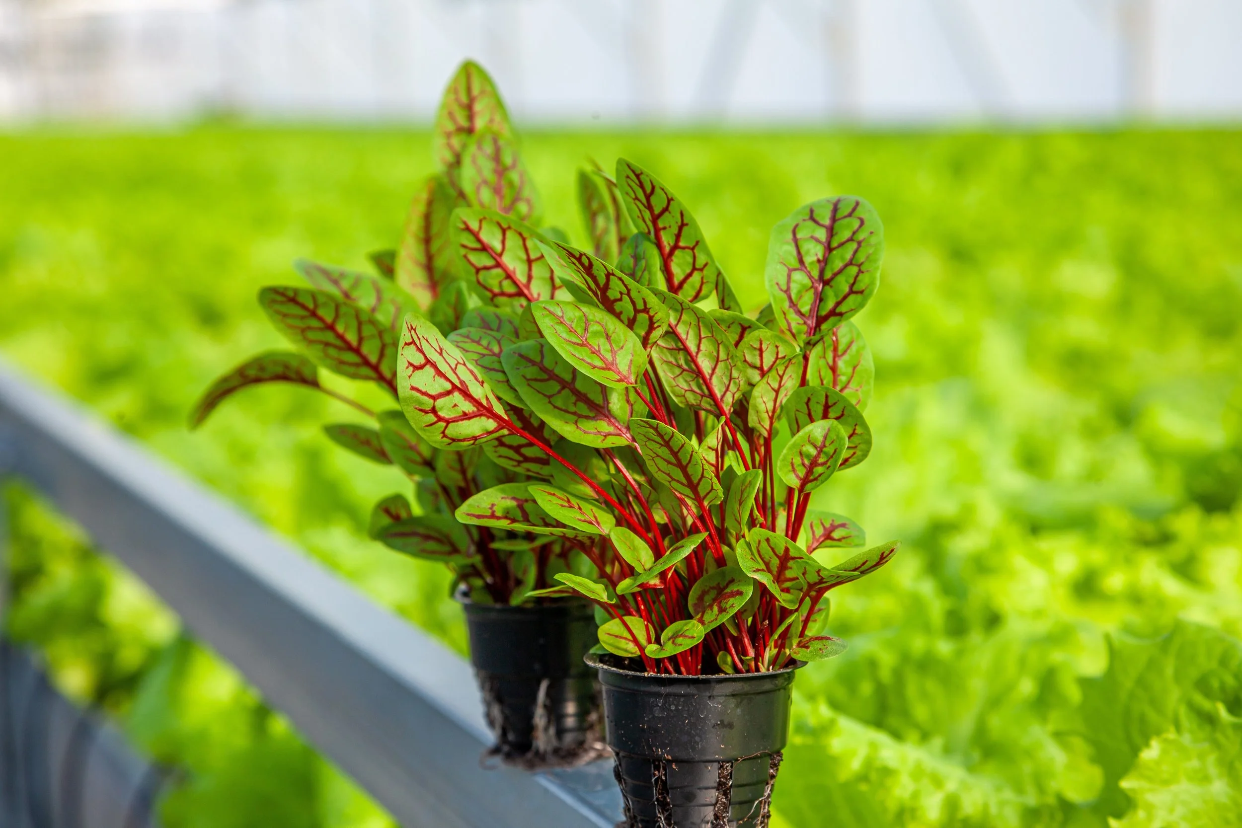 Why Most Church Plants Struggle and How to Avoid the Common Traps